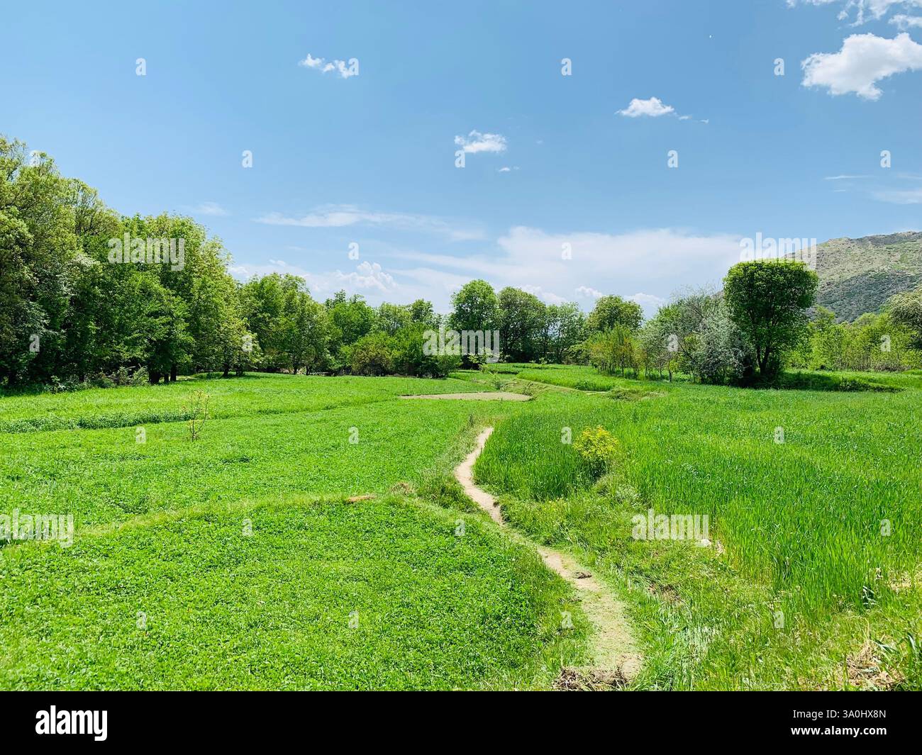 Terres agricoles verdoyantes avec des montagnes imposantes en arrière-plan et un sentier enneigé, Afghanistan. - Image de stock capturée avec un smartphone