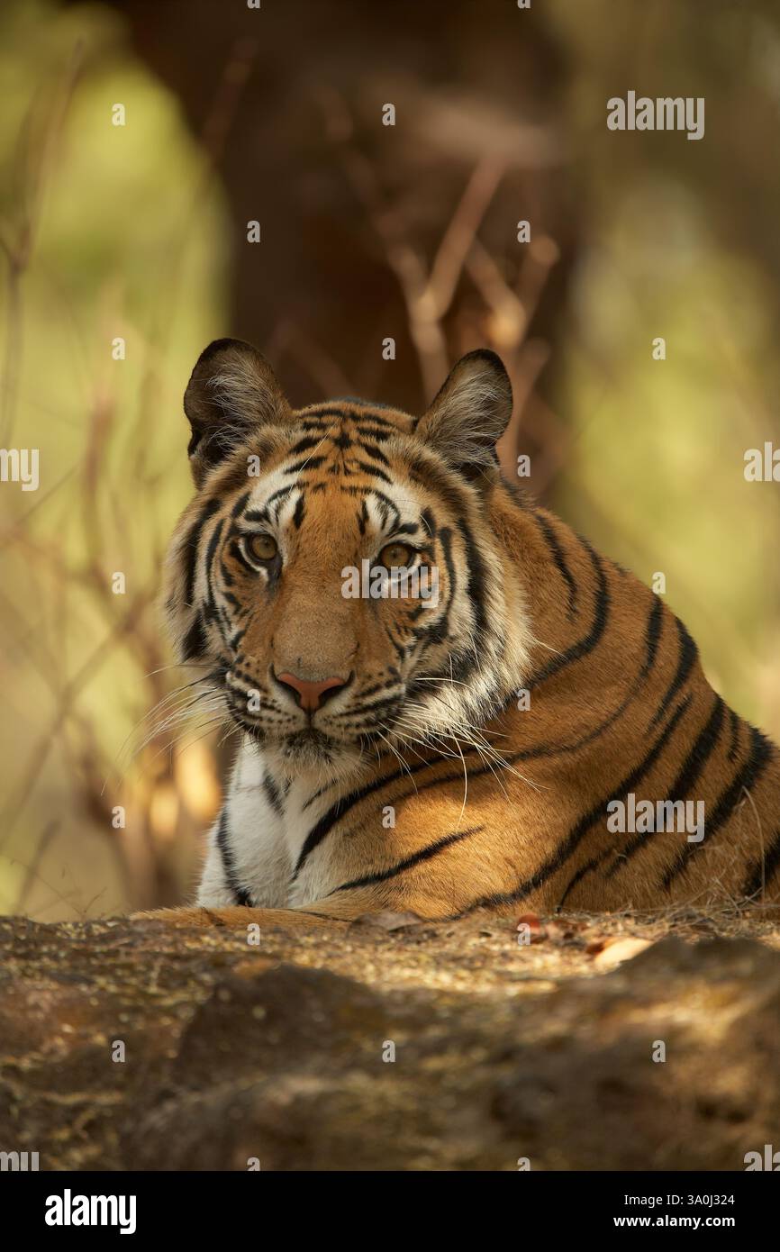 Tigre royal du Bengale dans le parc national de Bandhavgarh, Inde. Vue portrait de la tête et des épaules d'un jeune tigre adulte allongé sur des rochers, regardant la caméra. Banque D'Images