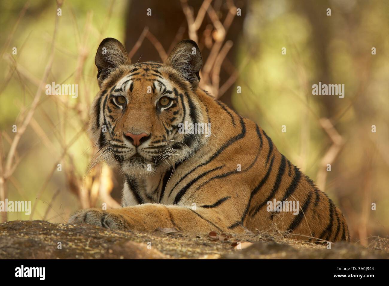 Tigre royal du Bengale dans le parc national de Bandhavgarh, Inde. Vue de paysage de la tête et des épaules d'un jeune tigre adulte allongé sur des rochers, regardant la caméra. Banque D'Images