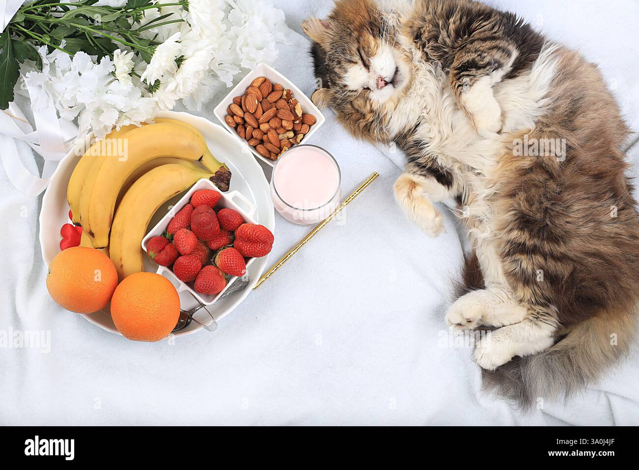 Petit déjeuner sain avec des ingrédients, bureau à domicile confortable avec un chat endormi. fraises, noix et fruits sur une couverture légère, concept de régime détox, santé Banque D'Images
