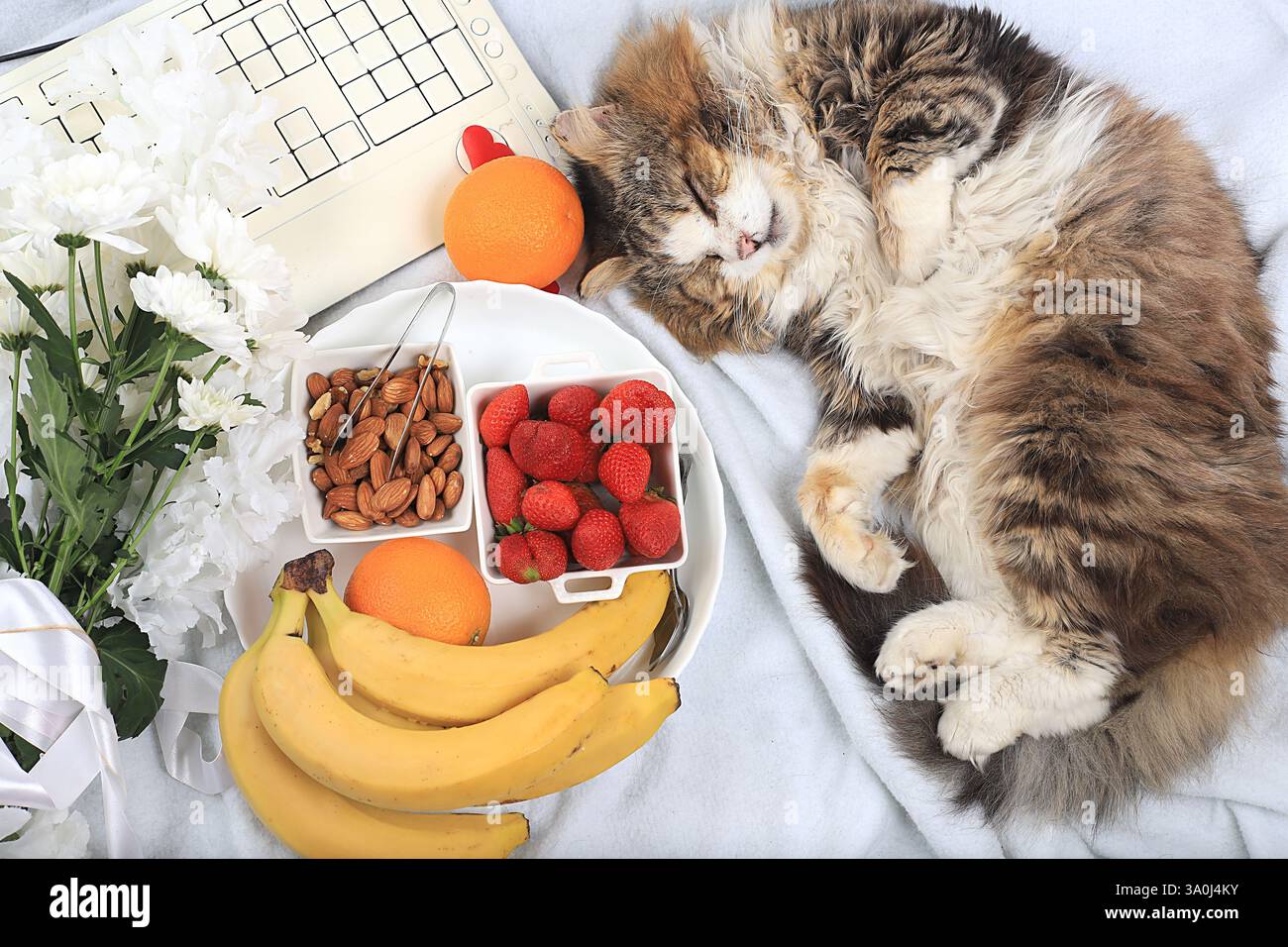 Petit déjeuner sain avec des ingrédients, bureau à domicile confortable avec un chat endormi. fraises, noix et fruits sur une couverture légère, concept de régime détox, santé Banque D'Images