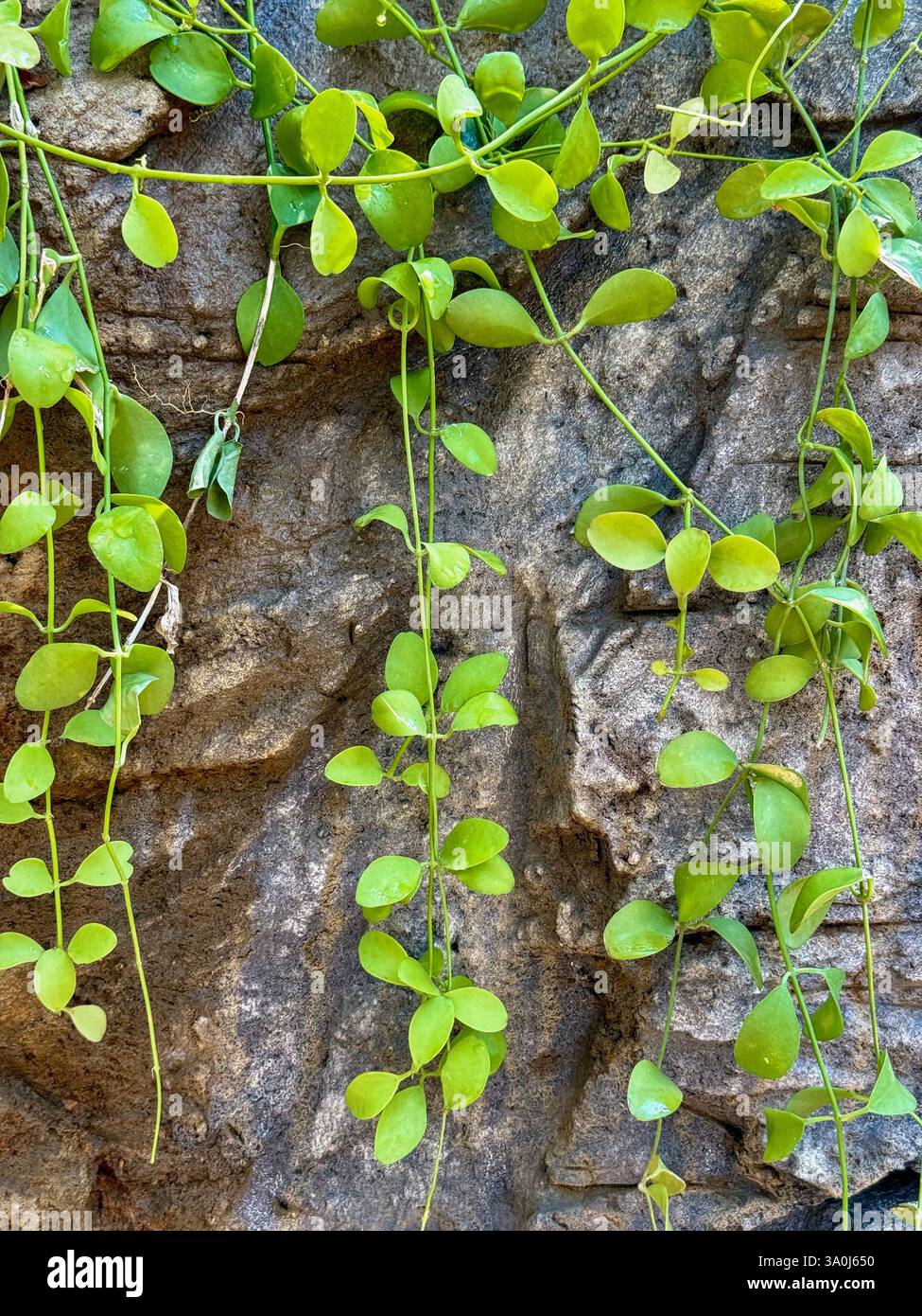 Fond naturel avec des vignes vertes suspendues sur un mur de pierre Un fond naturel avec des vignes vertes en cascade sur un mur de pierre texturé. A minimalis Banque D'Images