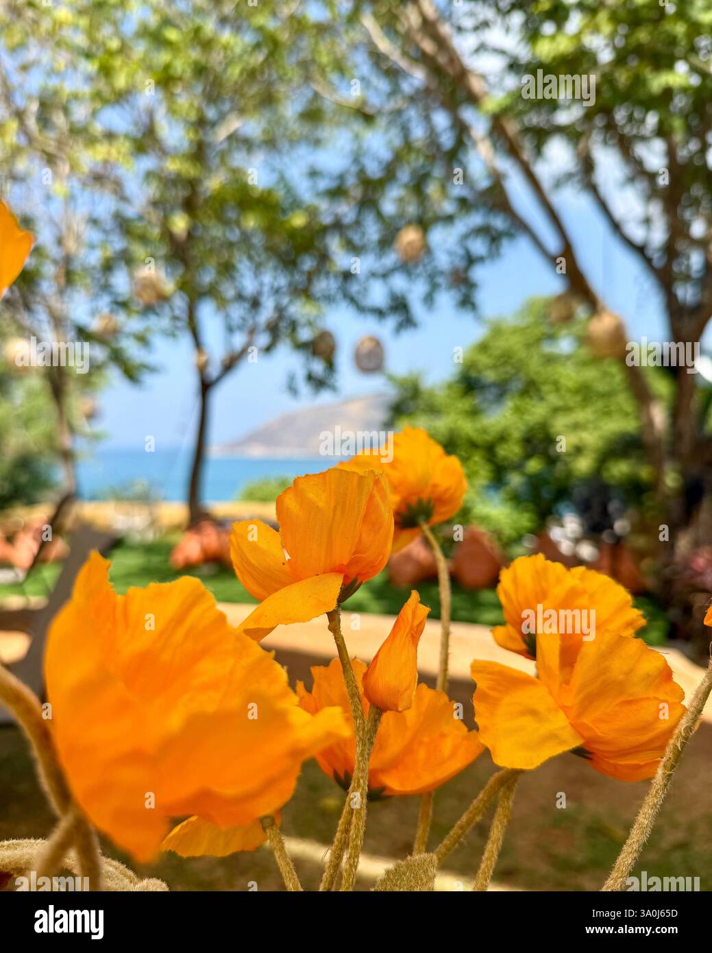 Fleurs jaunes vives dans un jardin luxuriant 3 gros plan de fleurs jaunes vibrantes sur un fond naturel flou d'arbres et de verdure. Lumière du soleil - Image de stock capturée avec un smartphone