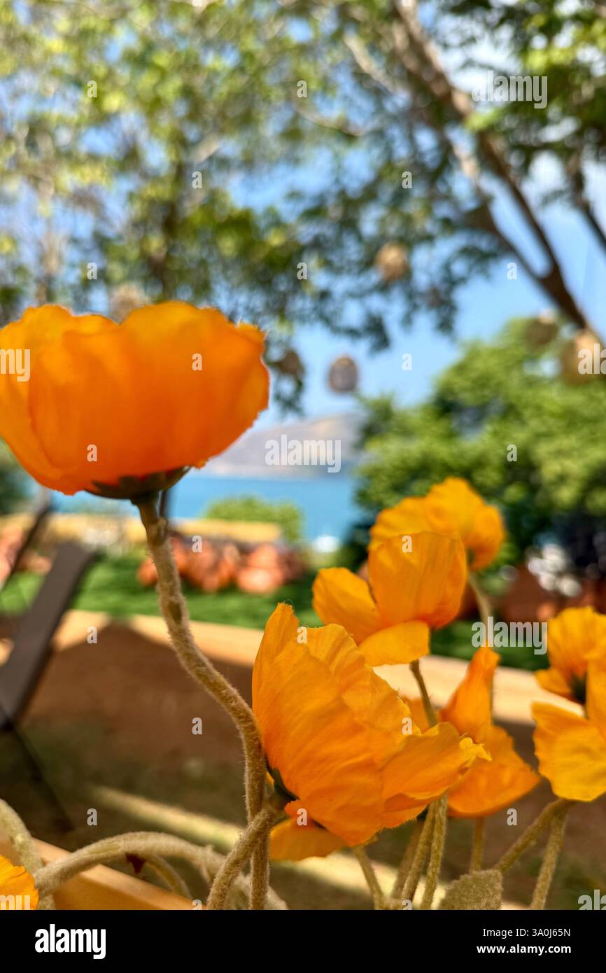 Fleurs jaunes vives dans un jardin luxuriant 2 gros plan de fleurs jaunes vibrantes sur un fond naturel flou d'arbres et de verdure. Lumière du soleil - Image de stock capturée avec un smartphone