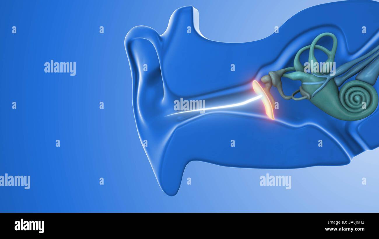 Physiologie de la transmission du son auditif Banque D'Images