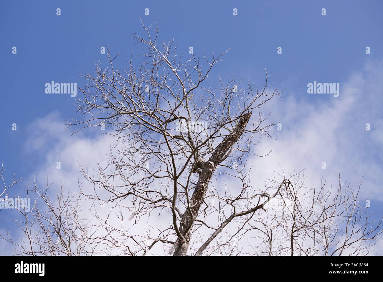 Vieux chêne montrant des signes de bourgeonnement sur un fond de ciel bleu et de nuages dispersés! Banque D'Images
