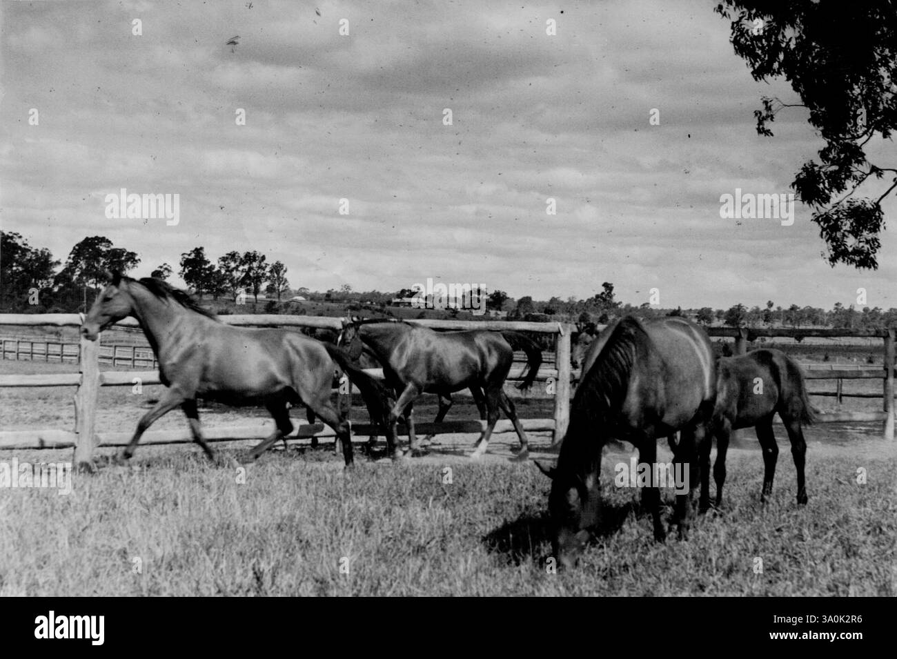 Seigle, phalaris, pâturages de roufle, etc. Ils brouillent dessus. Juments et poulains à Prince's Farm. La ferme modèle de Bendrodt est garnie de chevaux de sang se nourrissant de pâturages aussi luxuriants que les repas du restaurant de leur maître. 26 avril 1950. Banque D'Images