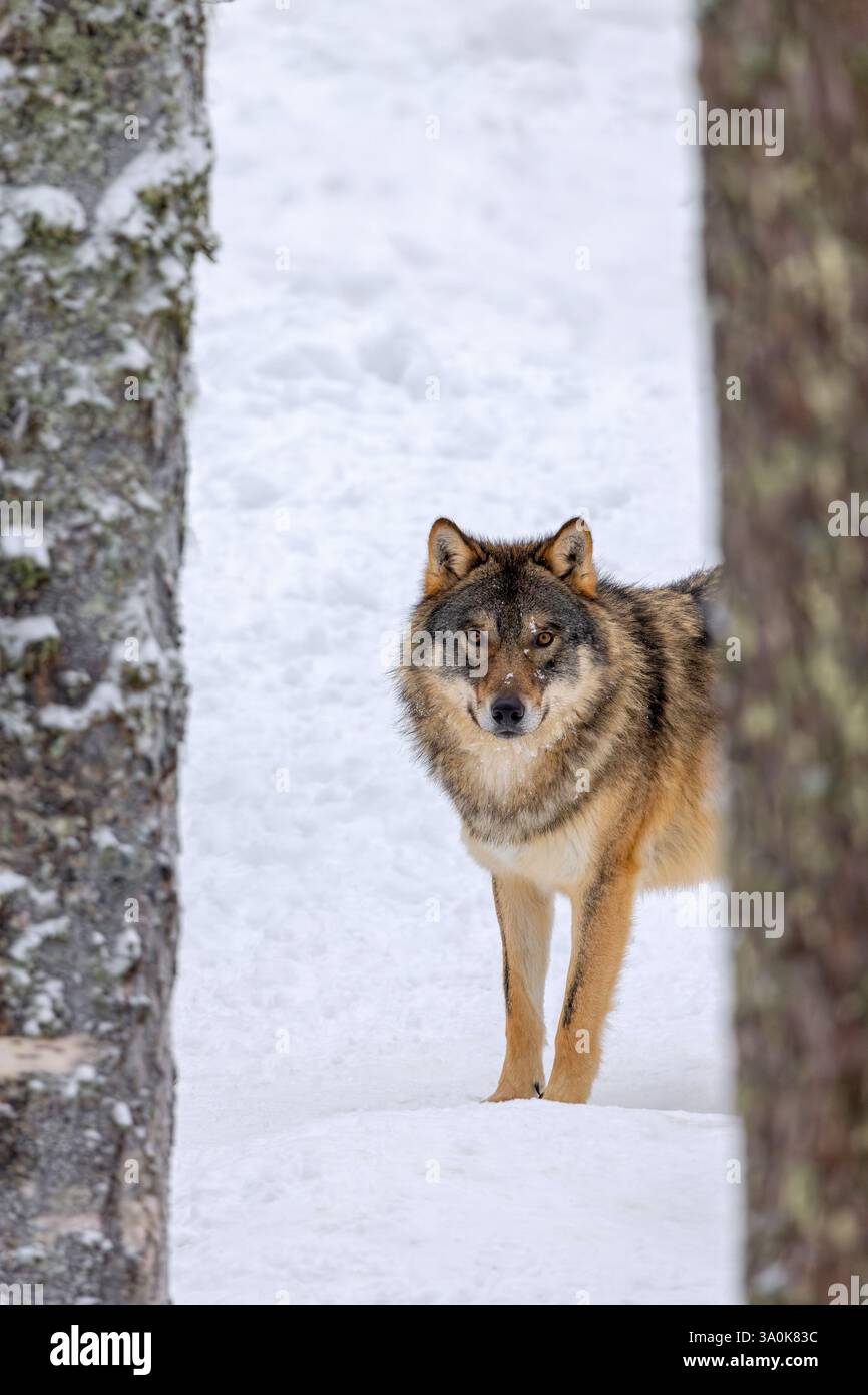 Loup eurasien solitaire / loup gris européen (Canis lupus lupus) chassant dans la neige profonde en forêt en hiver Banque D'Images