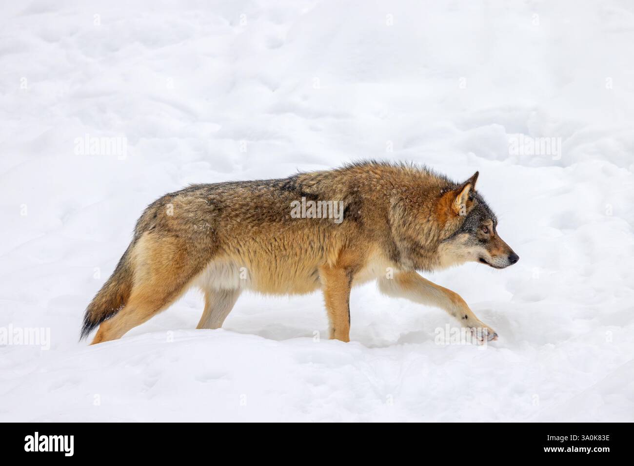 Loup eurasien solitaire / loup gris européen (Canis lupus lupus) chassant dans la neige profonde en hiver Banque D'Images