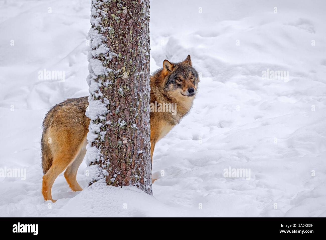 Loup eurasien solitaire / loup gris européen (Canis lupus lupus) debout dans la neige profonde derrière l'épinette dans la forêt en hiver Banque D'Images