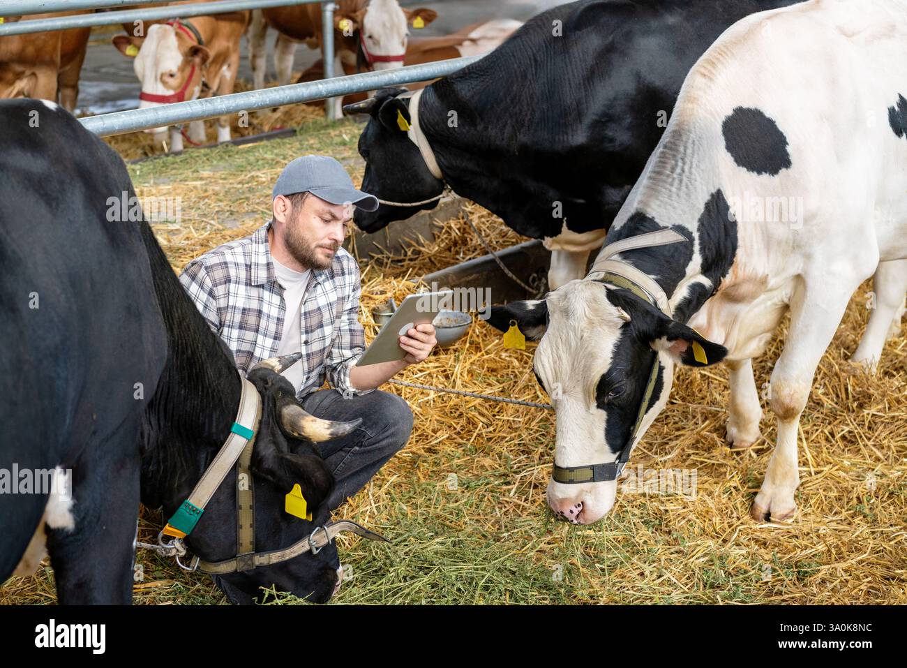 Jeune agriculteur mâle utilisant une tablette numérique pour inspecter les vaches dans une ferme d'élevage Banque D'Images