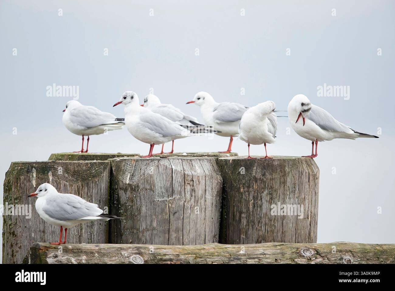 goélands adultes à tête noire (chroicocephalus ridibundus) dans le plumage hivernal Banque D'Images