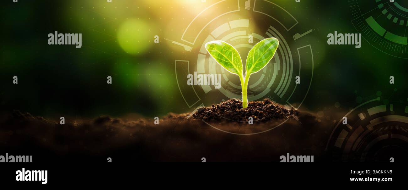 Young Sprout Agricultural technologies, bannière de recherche scientifique, fond numérique biologique. Copier l'espace Banque D'Images