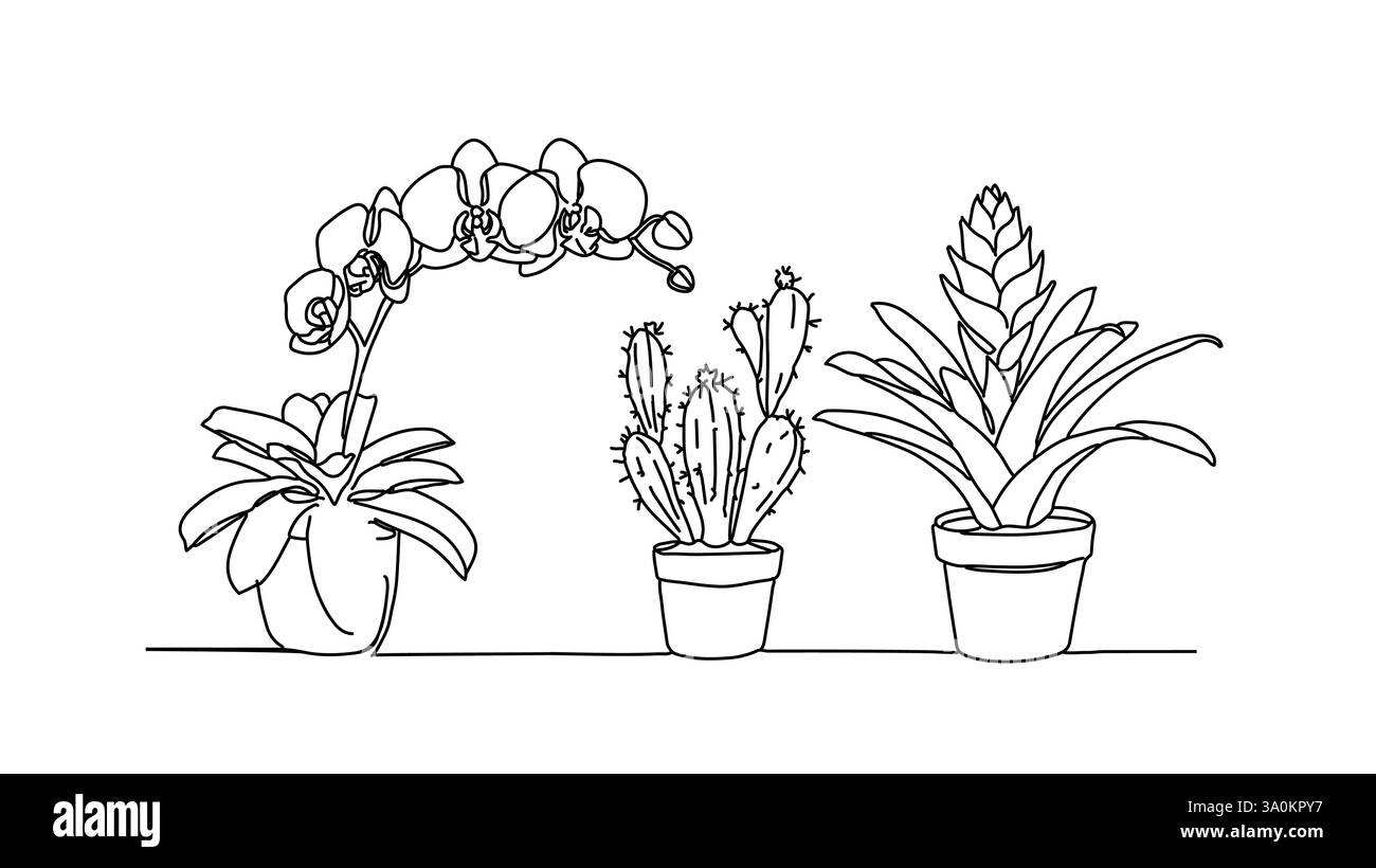Dessins d'art au trait de plantes en pot. Cactus d'orchidée broméliade à l'intérieur. Décoration d'intérieur décoration d'art imprimé. Vecteur de fond blanc de contour minimaliste Illustration de Vecteur