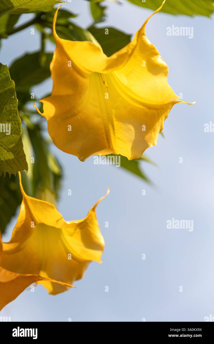 Jaune rose Brugmansia versicolor ou anges trompettes dans la famille Solanaceae, buisson ou petit arbre dans le jardin ou design d'architecture paysagère. Banque D'Images