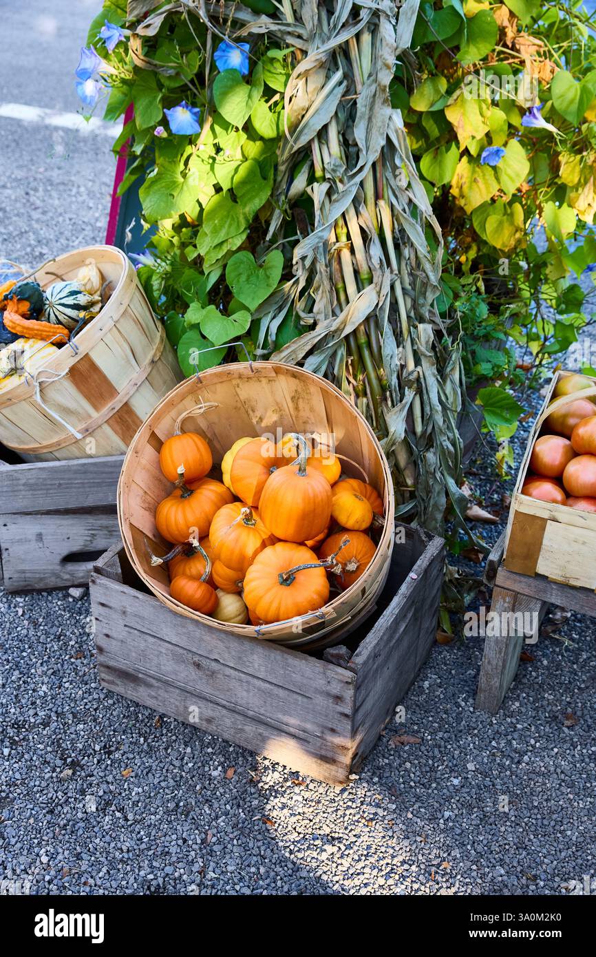 Affichage de récolte avec petit panier Banque D'Images