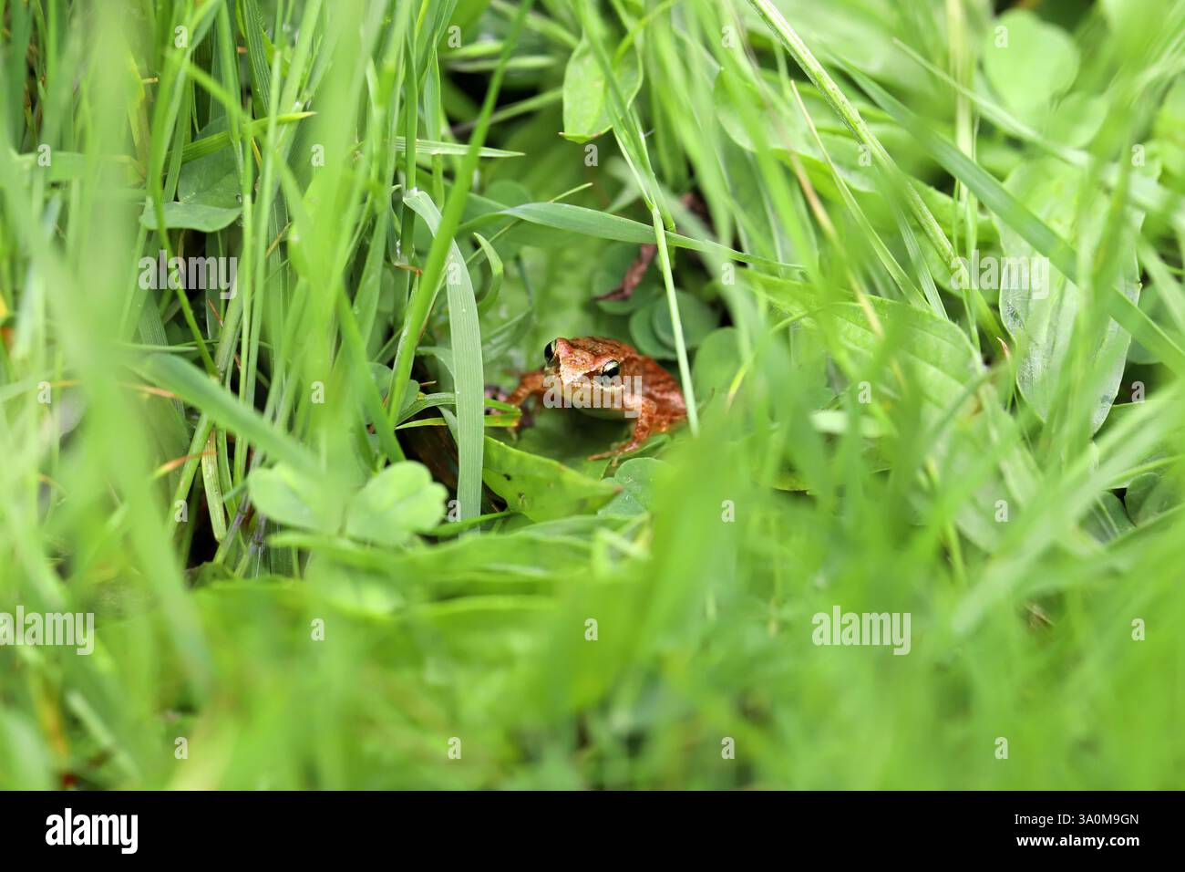 Minuscule grenouille commune cachée parmi les hautes herbes dans un habitat naturel Banque D'Images