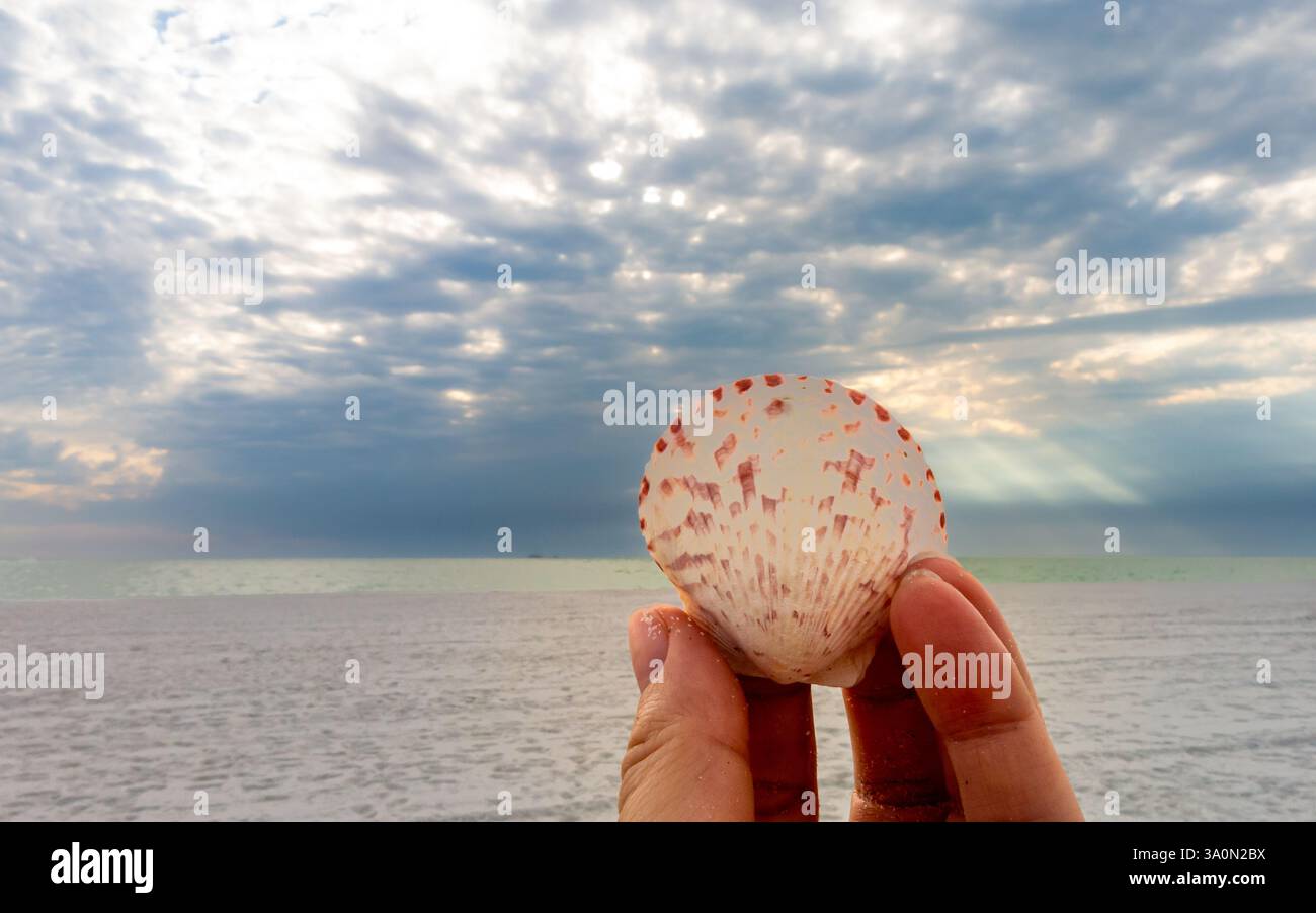 Une main tient une coquille de peigne délicate avec des taches rouges et Bordeaux, avec un fond doux de sable, d'eau et un ciel dramatique avec des rayons de soleil. Banque D'Images