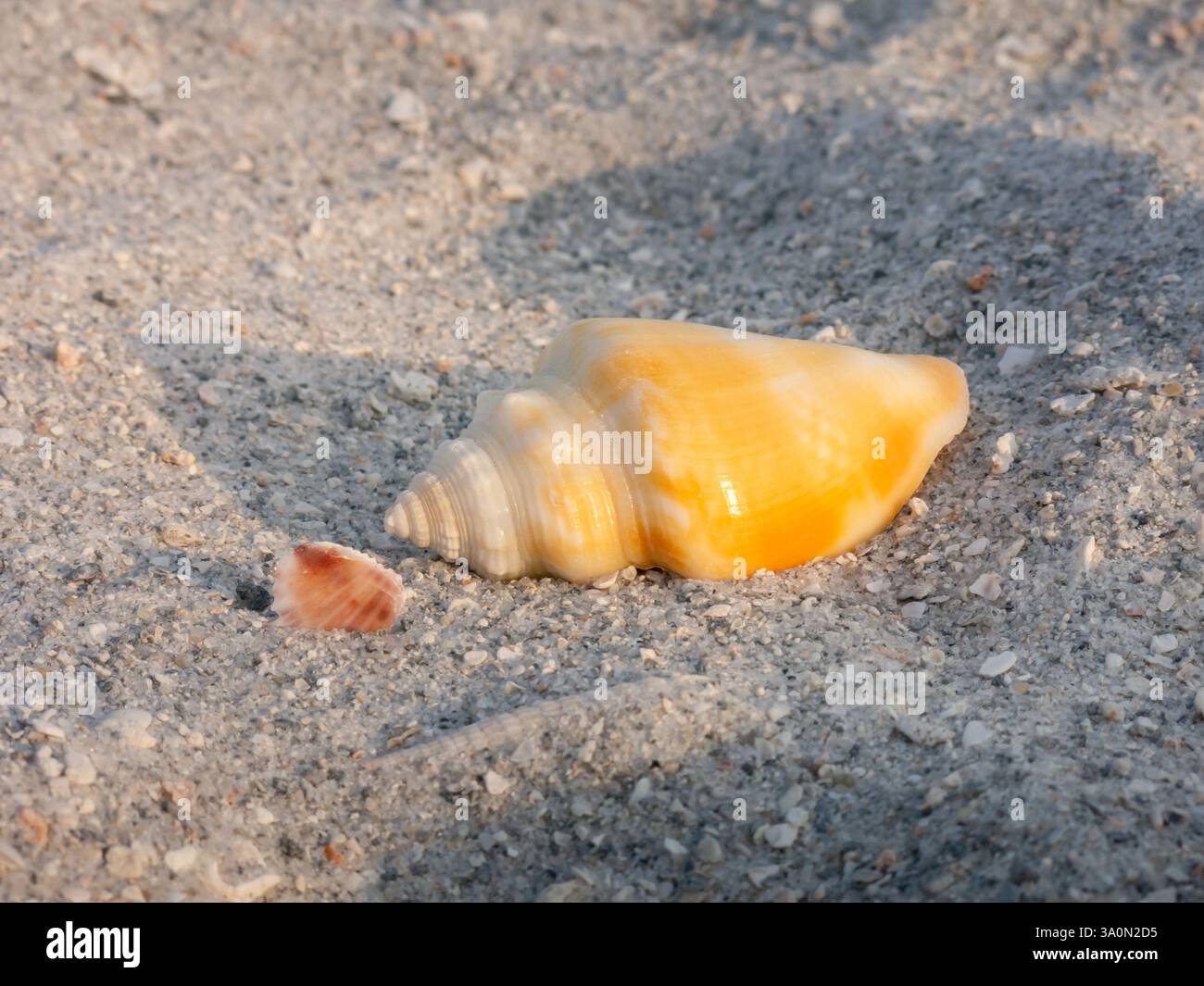 Une coquille de conque aux tons doux jaune et blanc cassé se trouve dans le sable, un moment calme capturant la beauté des trésors côtiers de la nature. Banque D'Images