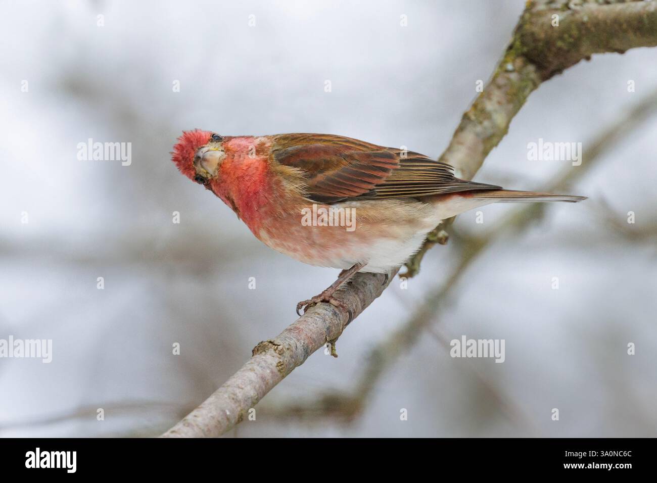 Oiseau de Finch violet à Vancouver BC Canada Banque D'Images