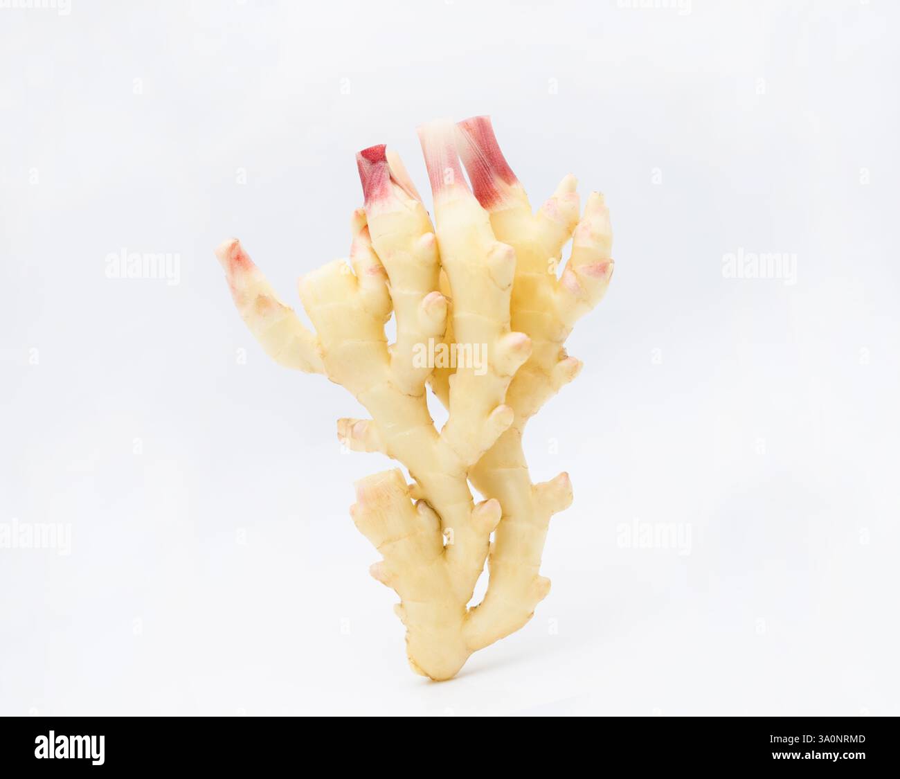 Les jeunes le gingembre sur fond blanc Banque D'Images