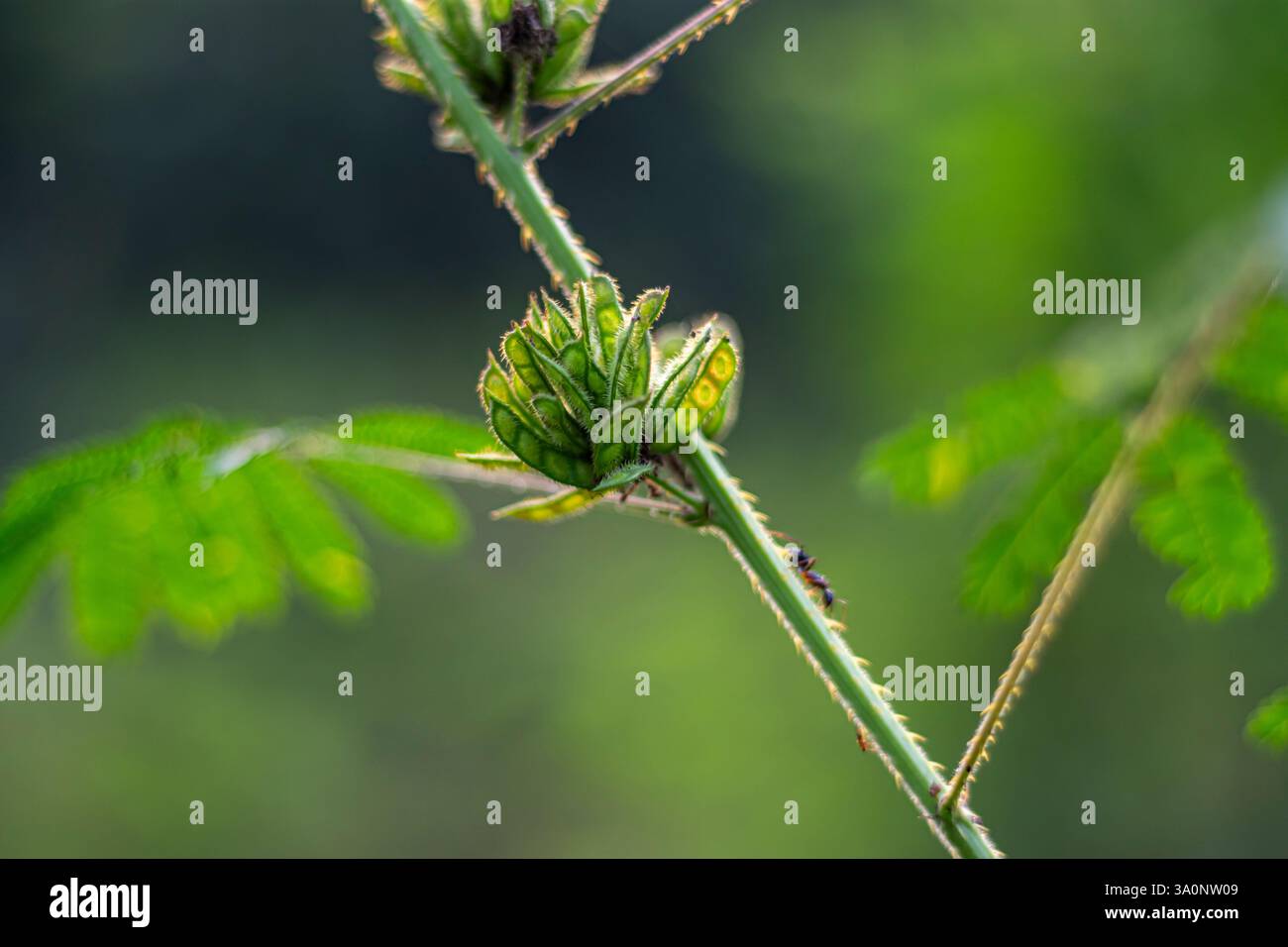 Il est utilisé en ethnomédecine pour prévenir ou traiter diverses maladies comme la diarrhée, le cancer et l'infection urinaire. Mimosa pigra, géant sensible tre Banque D'Images