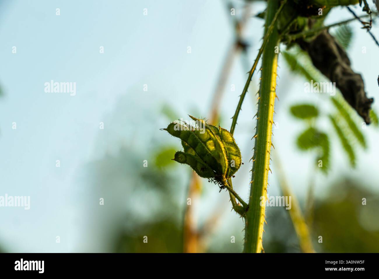 Mimosa pigra, arbre sensible géant. Il est utilisé en ethnomédecine pour prévenir ou traiter diverses maladies comme la diarrhée, le cancer et l'infection urinaire Banque D'Images