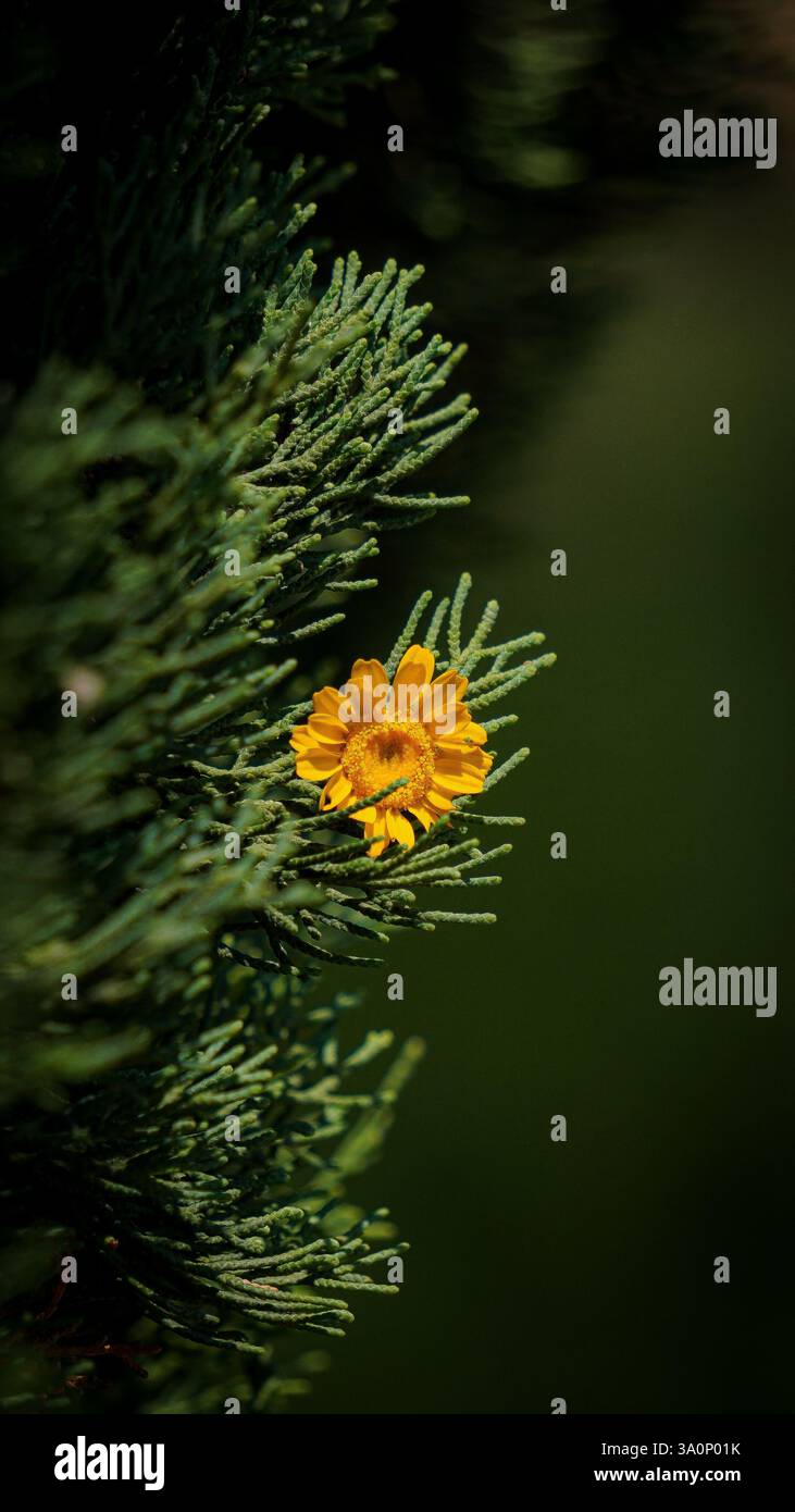 La fleur jaune se distingue parmi les feuilles de pin vert, créant un contraste naturel et harmonieux, met en évidence la beauté simple de la nature, une sérénité parfaite. Banque D'Images