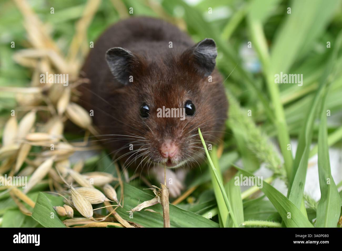 Sur la photo, le hamster est filmé pour le plaisir, il est assis sur l'herbe et regarde dans la caméra. Banque D'Images