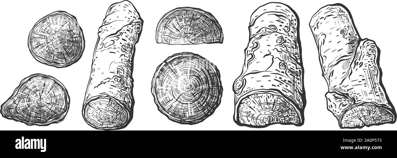 Coupe transversale de la tranche de souche d'arbre. Motif de coupe d'arbre. Surface texturée avec des fissures. Motif d'anneau d'arbre isolé sur fond blanc. Grain de bois. Hardwoo Illustration de Vecteur