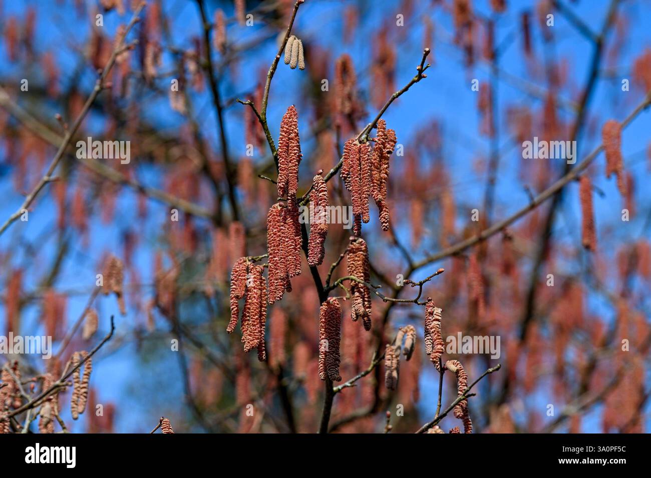Frühling, Blumen, Frühlingsboten 05.03.2025, Linz, AUT, Fruehling, Blumen, Fruehlingsboten, im Bild Frühling, Blumen, Frühlingsboten, Fruehling, Fruelingsboten, Haselnuss, Staude, Baum, pollen, Blütenpflanze, Vorfrühling Oberoesterreich *** printemps, fleurs, hérauts du printemps 05 03 2025, Linz, AUT, printemps, fleurs, hérauts du printemps, dans l'image printemps, fleurs, hérauts du printemps, printemps, hérauts du printemps, noisette, pérenne, arbre, pollen, plante à fleurs, début du printemps haute-Autriche Fruehling, Blumen, Fruelingsboten, 05.03.2025-28 Banque D'Images