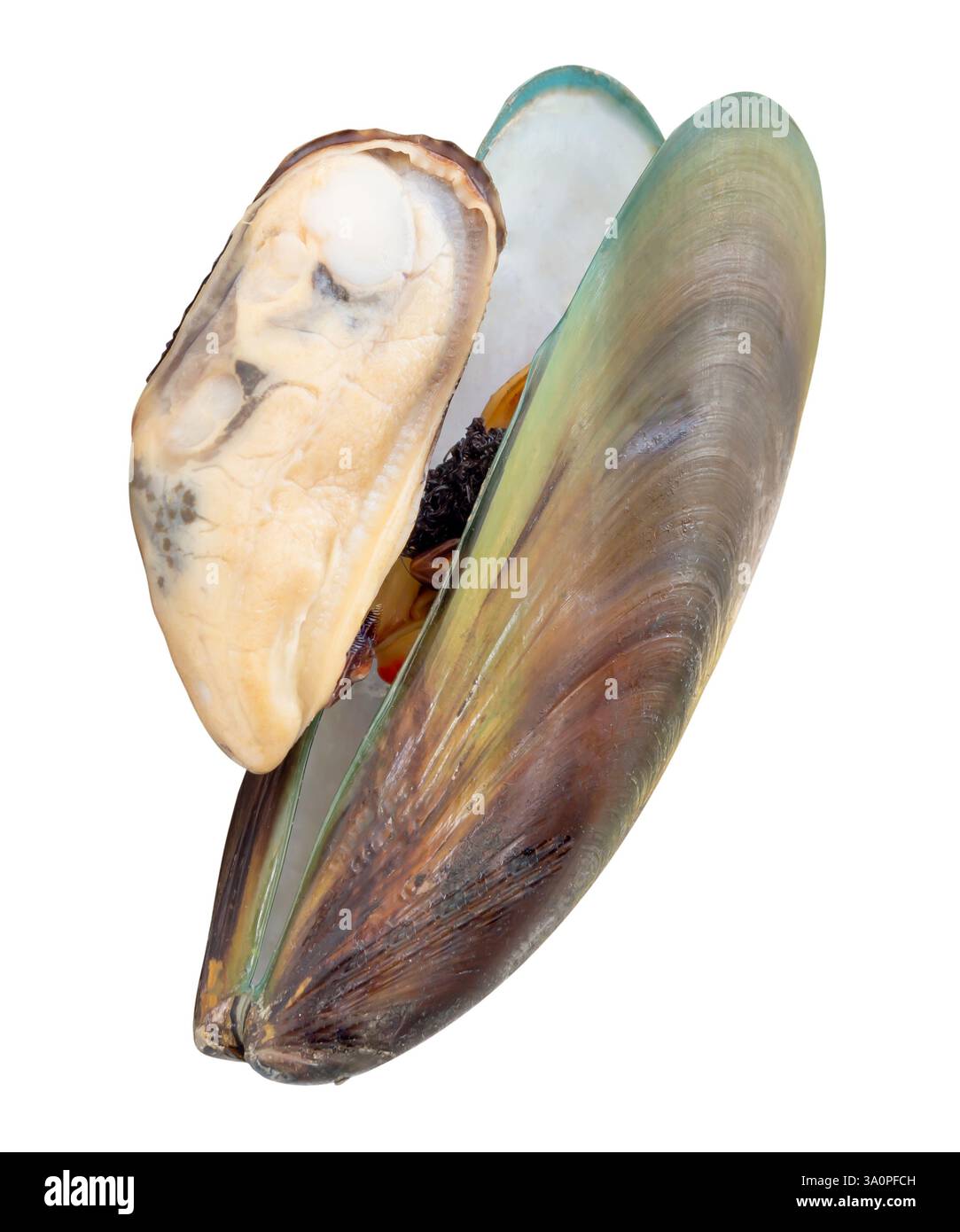 Deux moules vertes cuites ou cuites à la vapeur avec de la viande de moules vertes en pile sont isolées sur fond blanc avec chemin de coupe. Banque D'Images