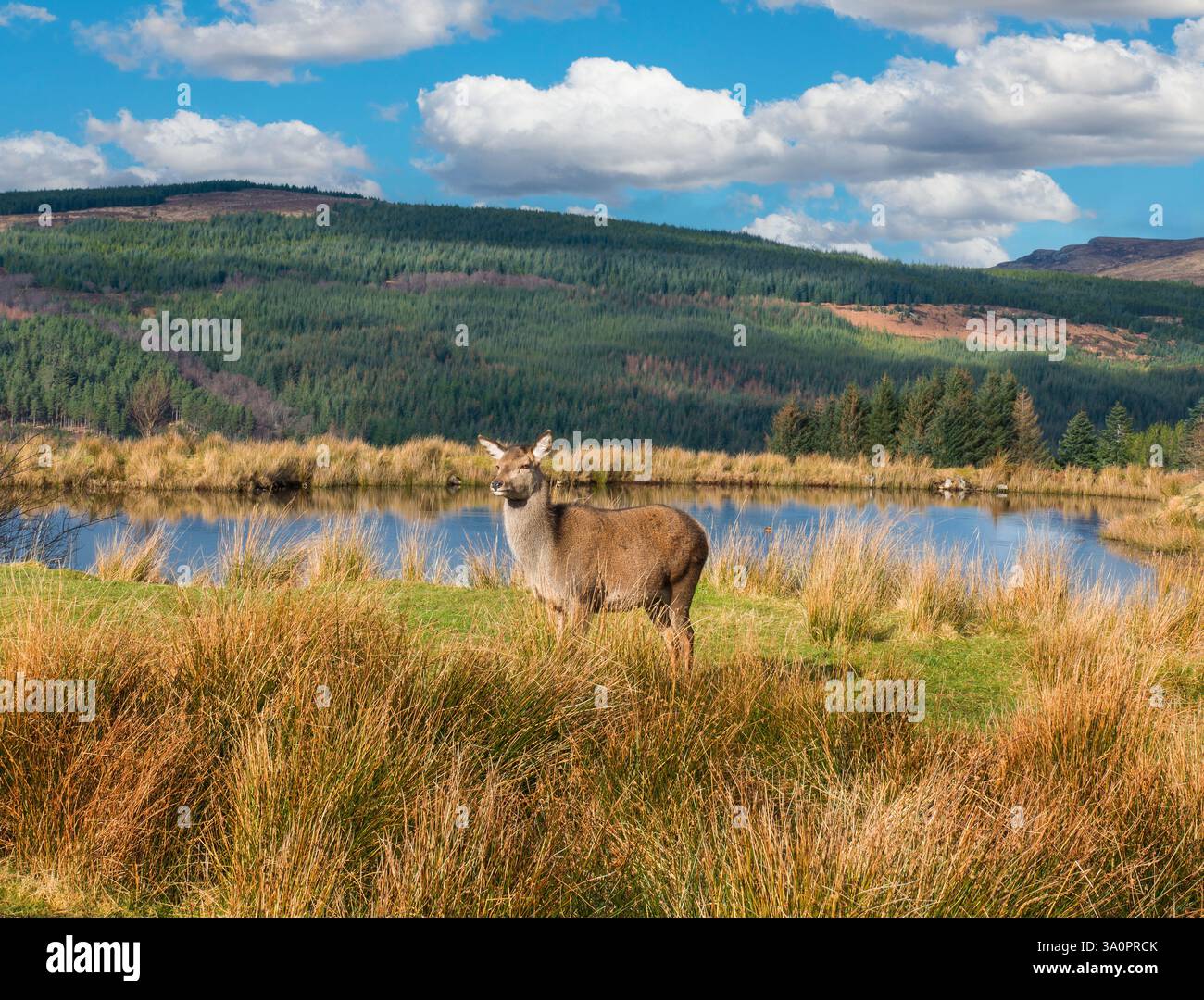 Un cerf rouge près de Garve dans les Highlands d'Écosse Banque D'Images