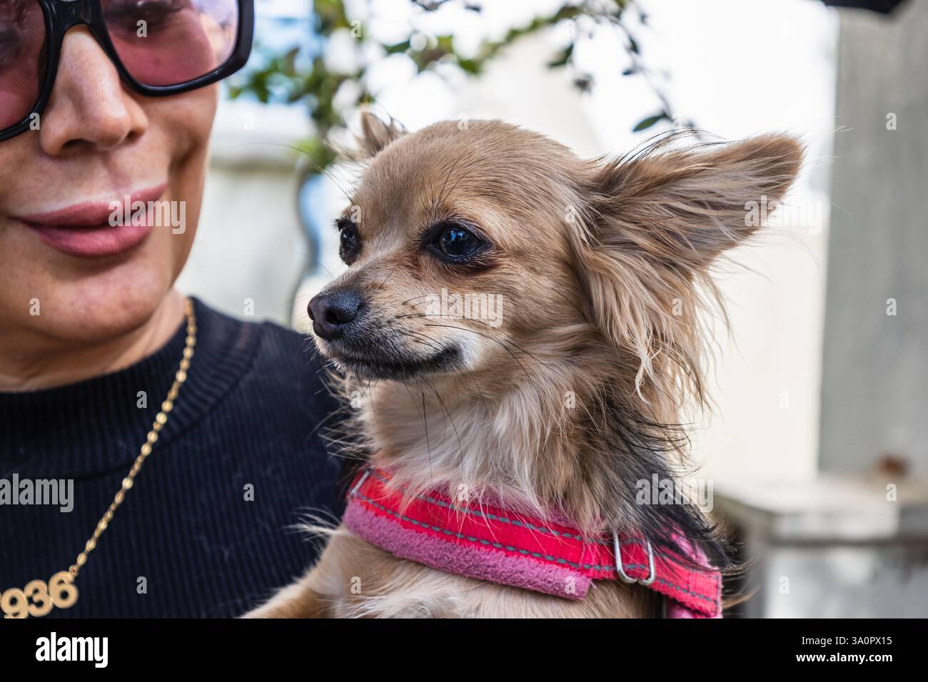 Femme élégante Cuddling Chihuahua Dog à l'extérieur Banque D'Images