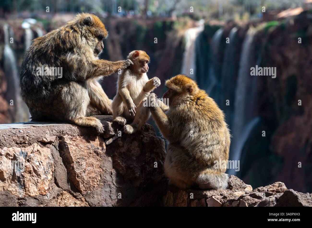 Trois singes adoptent un comportement ludique à côté de cascades dans le paysage pittoresque du Maroc. Banque D'Images