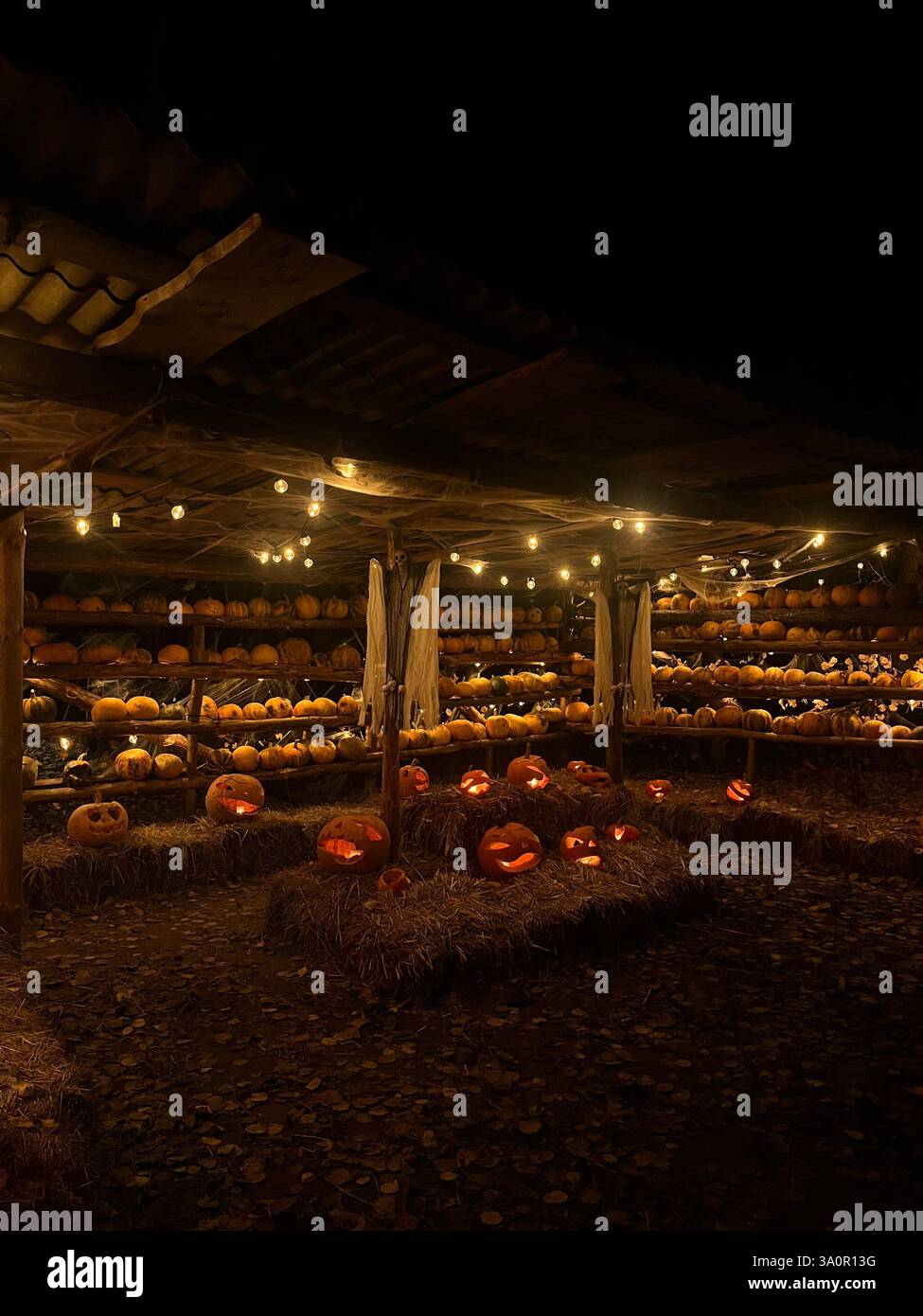 Une scène effrayante de nuit d'Halloween avec un belvédère sombre et mystérieux entouré d'un ensemble de citrouilles finement sculptées. Banque D'Images