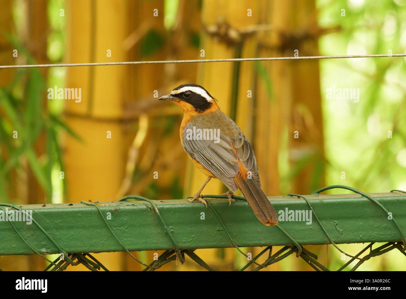 White Brow Robin Chat sur la clôture Banque D'Images