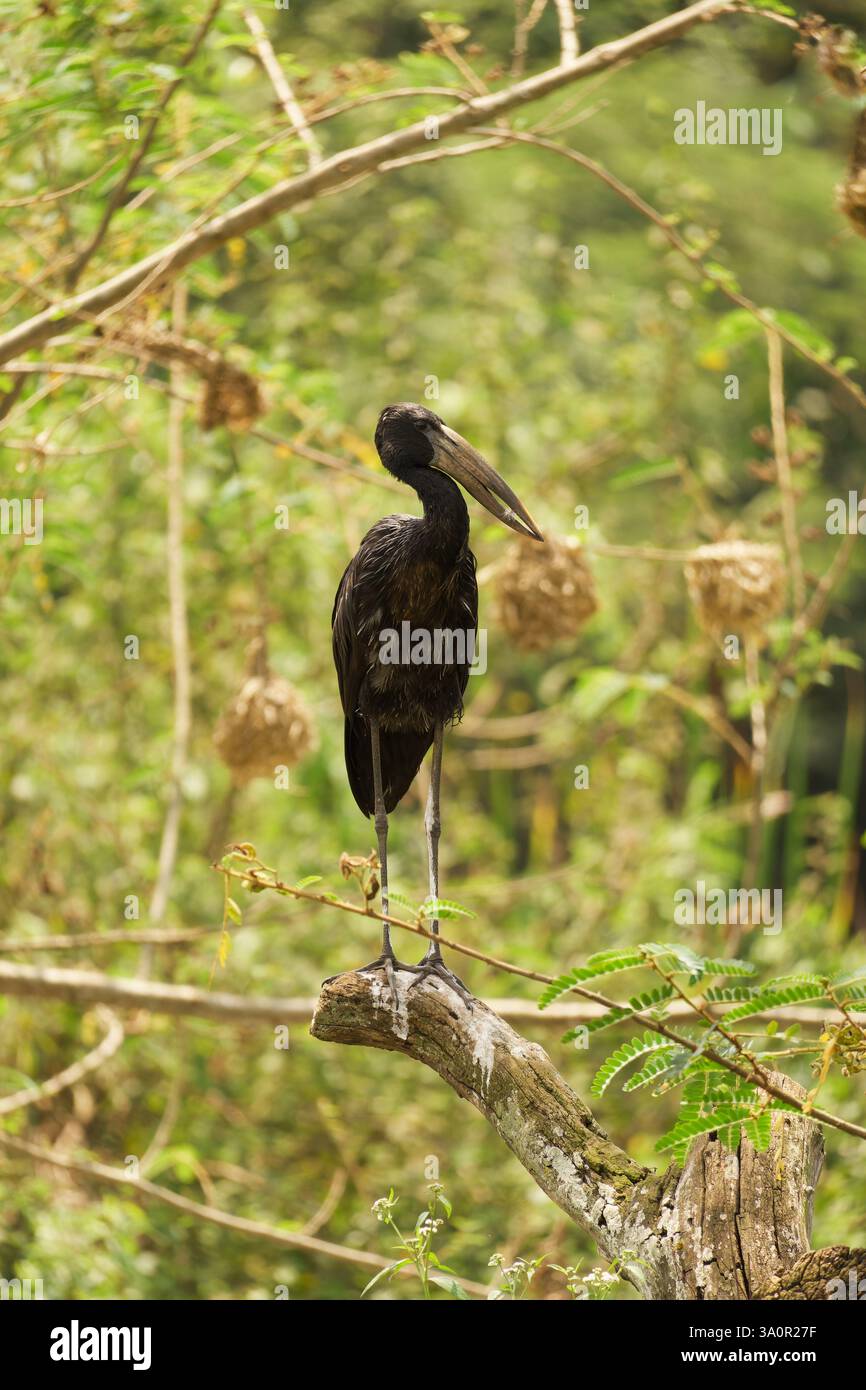 African Openbill sur une branche Banque D'Images