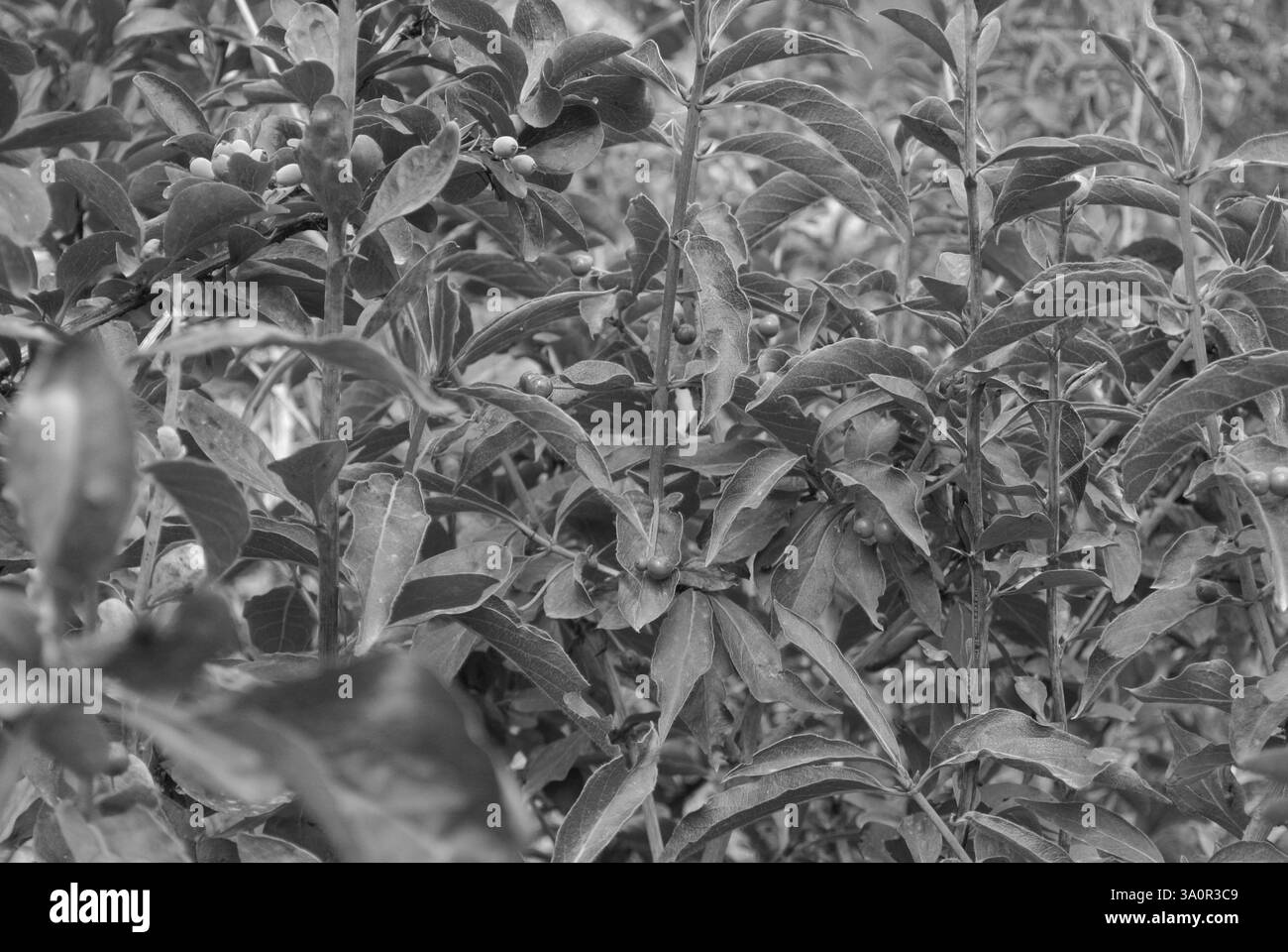 Image en noir et blanc d'une baie sur le buisson Banque D'Images