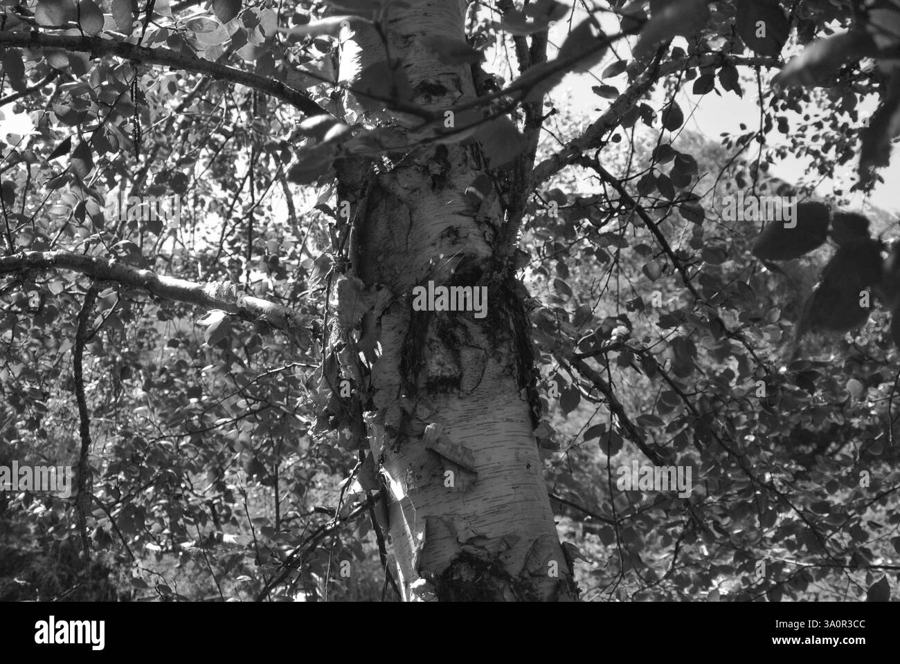 Photo en noir et blanc d'un bouleau en journée ensoleillée Banque D'Images
