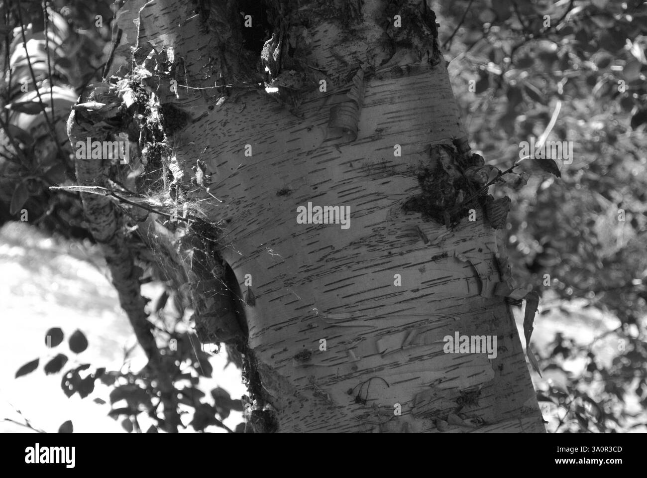 Photo en noir et blanc d'un bouleau en journée ensoleillée Banque D'Images