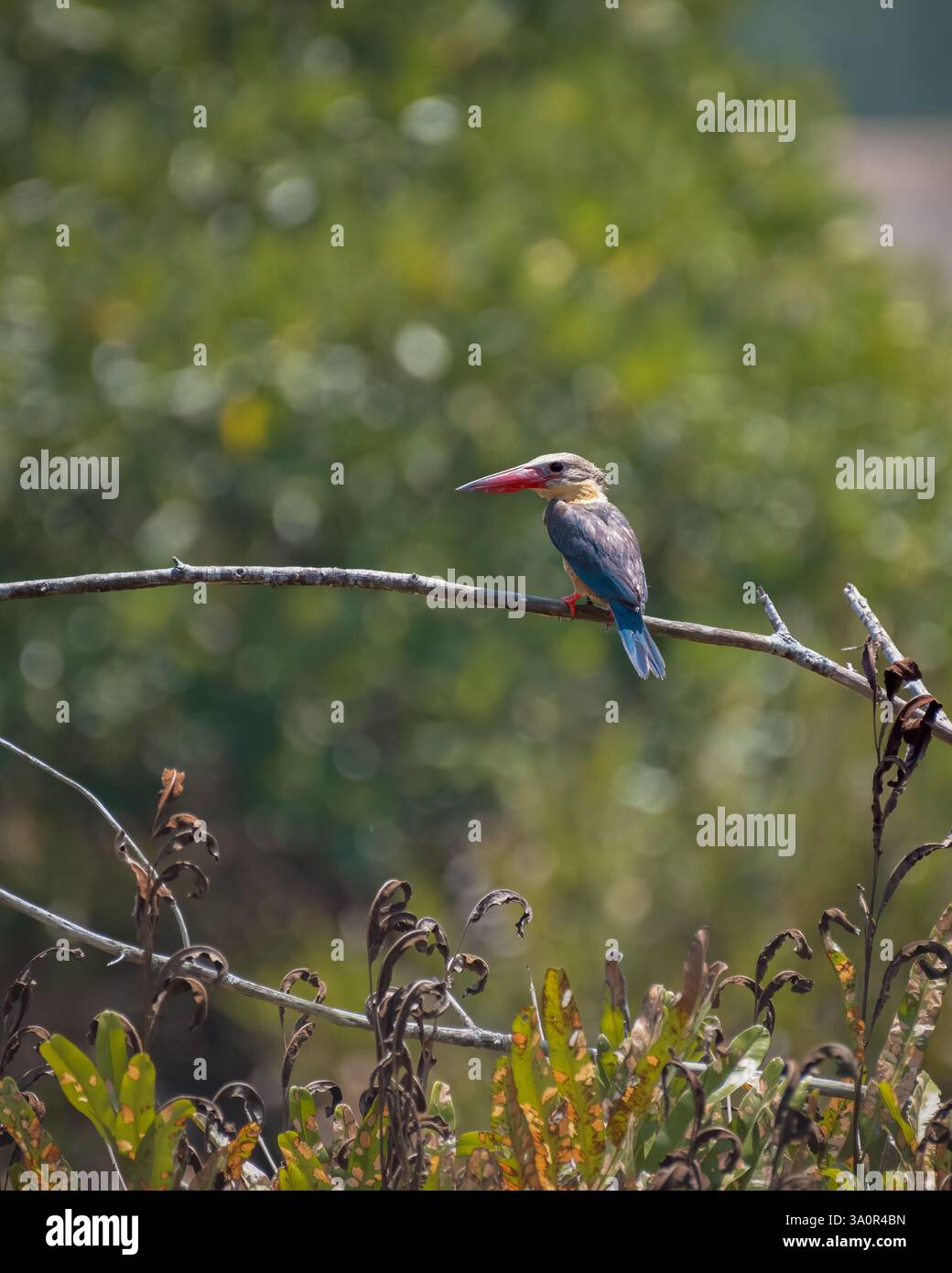 Pelargopsis capensis (kingfisher à bec de cigogne), scrutant ses environs tout en étant perché sur une branche d'arbre dans les zones humides du sud d'Andaman Banque D'Images