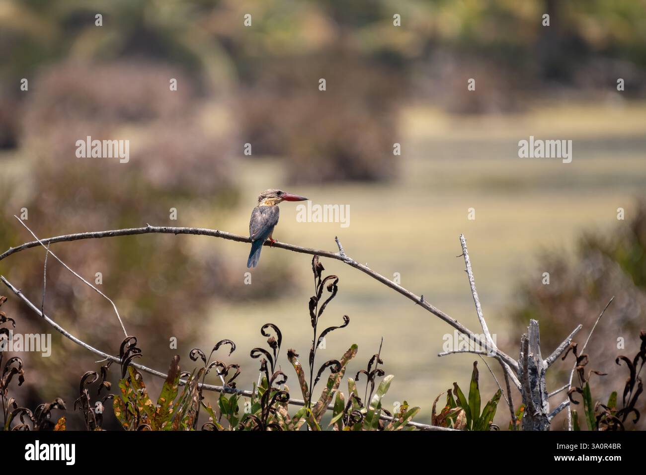 Pelargopsis capensis (kingfisher à bec de cigogne), scrutant ses environs tout en étant perché sur une branche d'arbre dans les zones humides du sud d'Andaman Banque D'Images