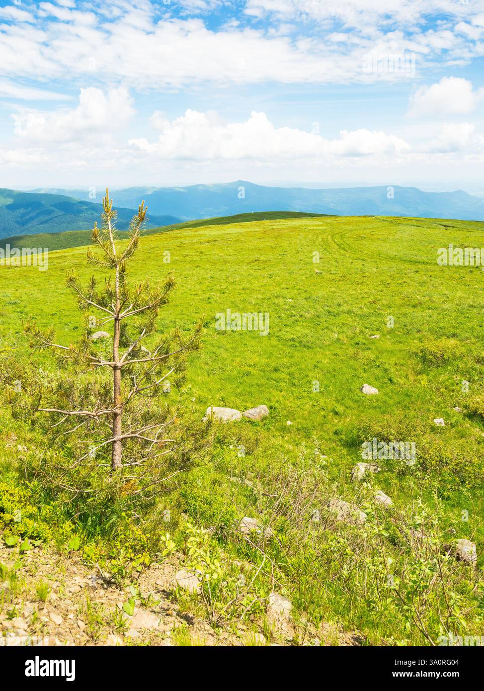 prairie verte dans le paysage de montagne des carpates. belle vue. paysage alpin avec arbre parmi l'herbe luxuriante sous un ciel bleu avec des nuages. vacances d'été Banque D'Images