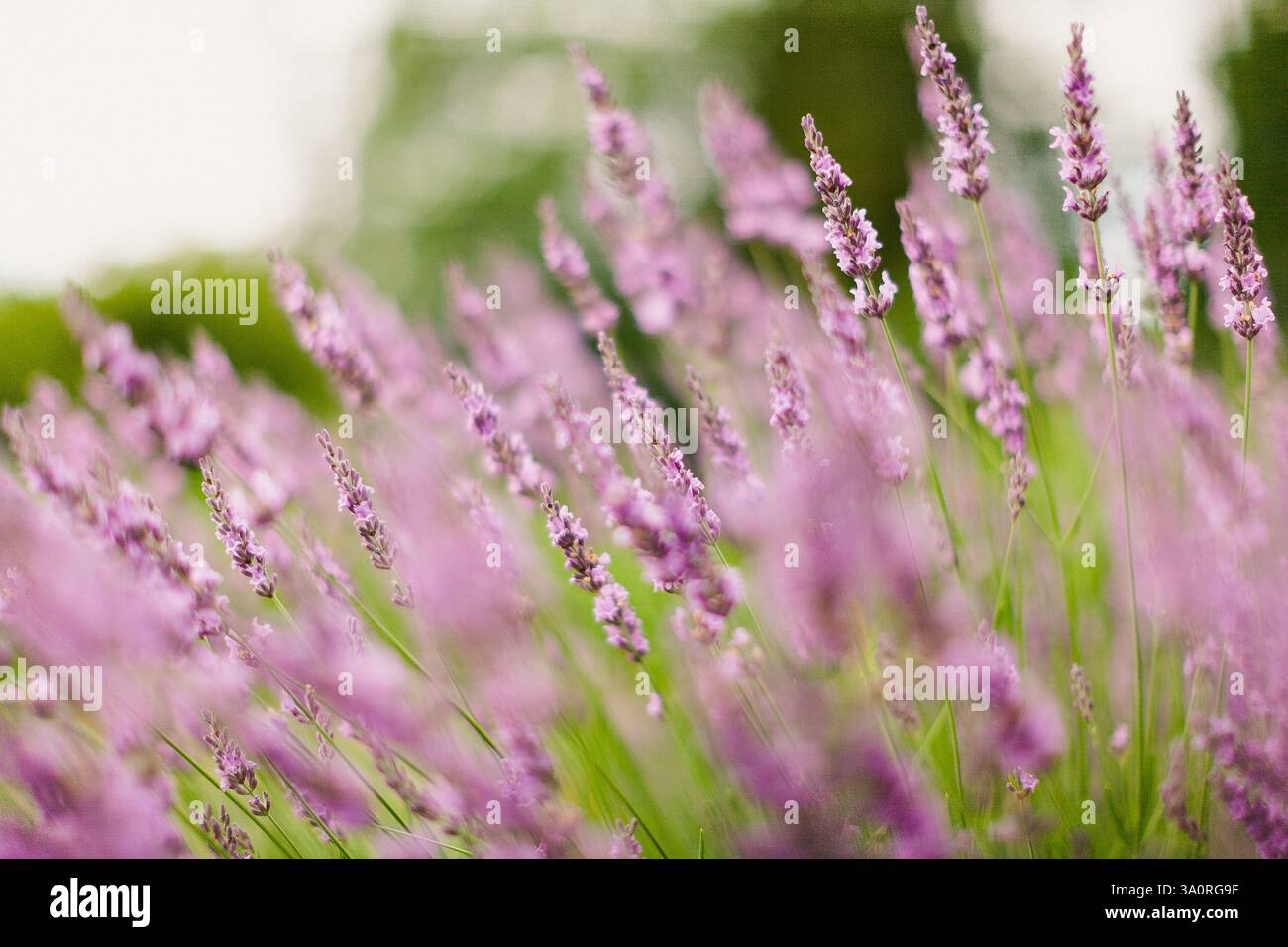 champ de lavanda dans la soirée Banque D'Images