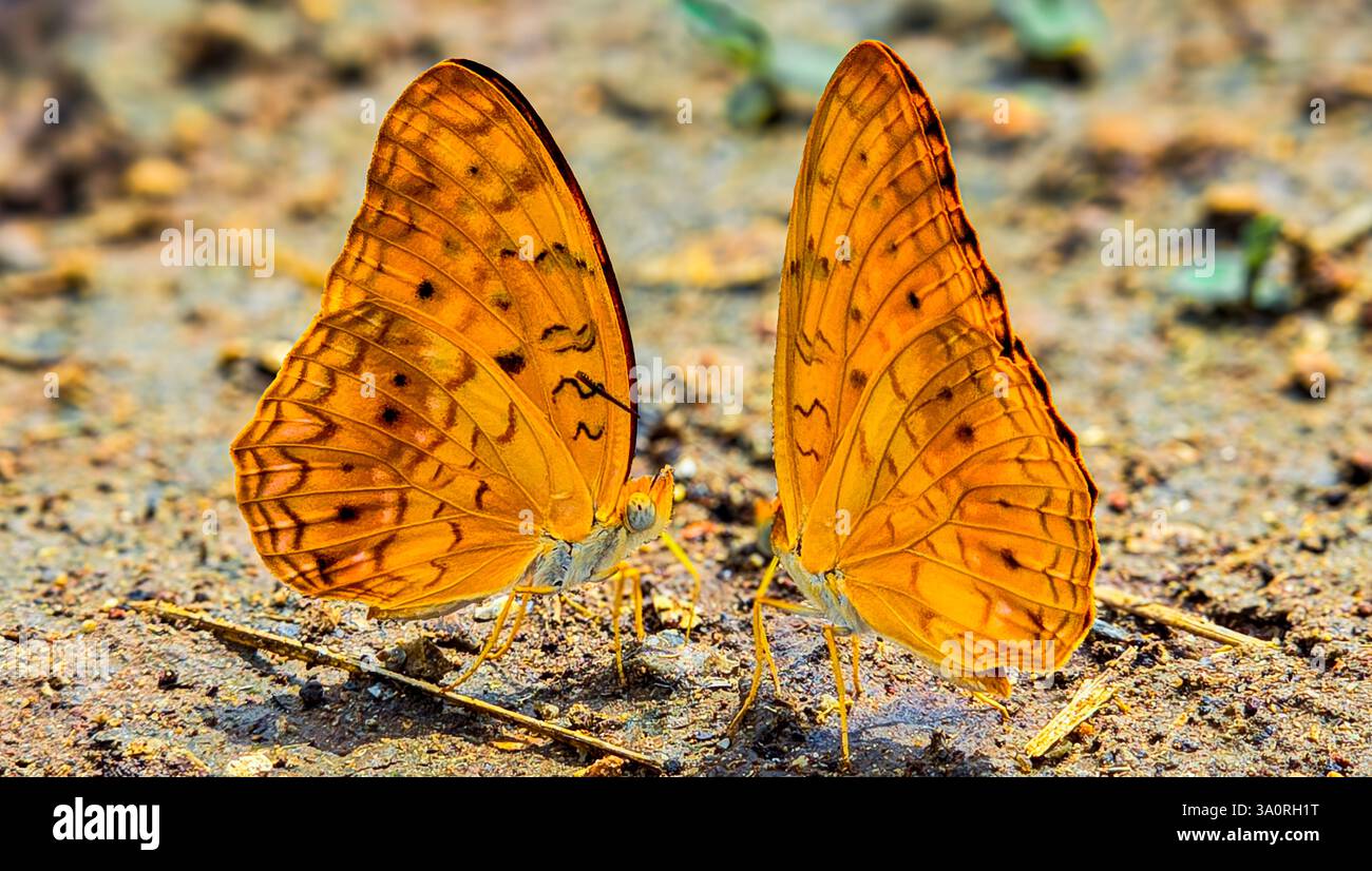 Paire de papillons orange vibrants sur le terrain – photographie macro nature Banque D'Images