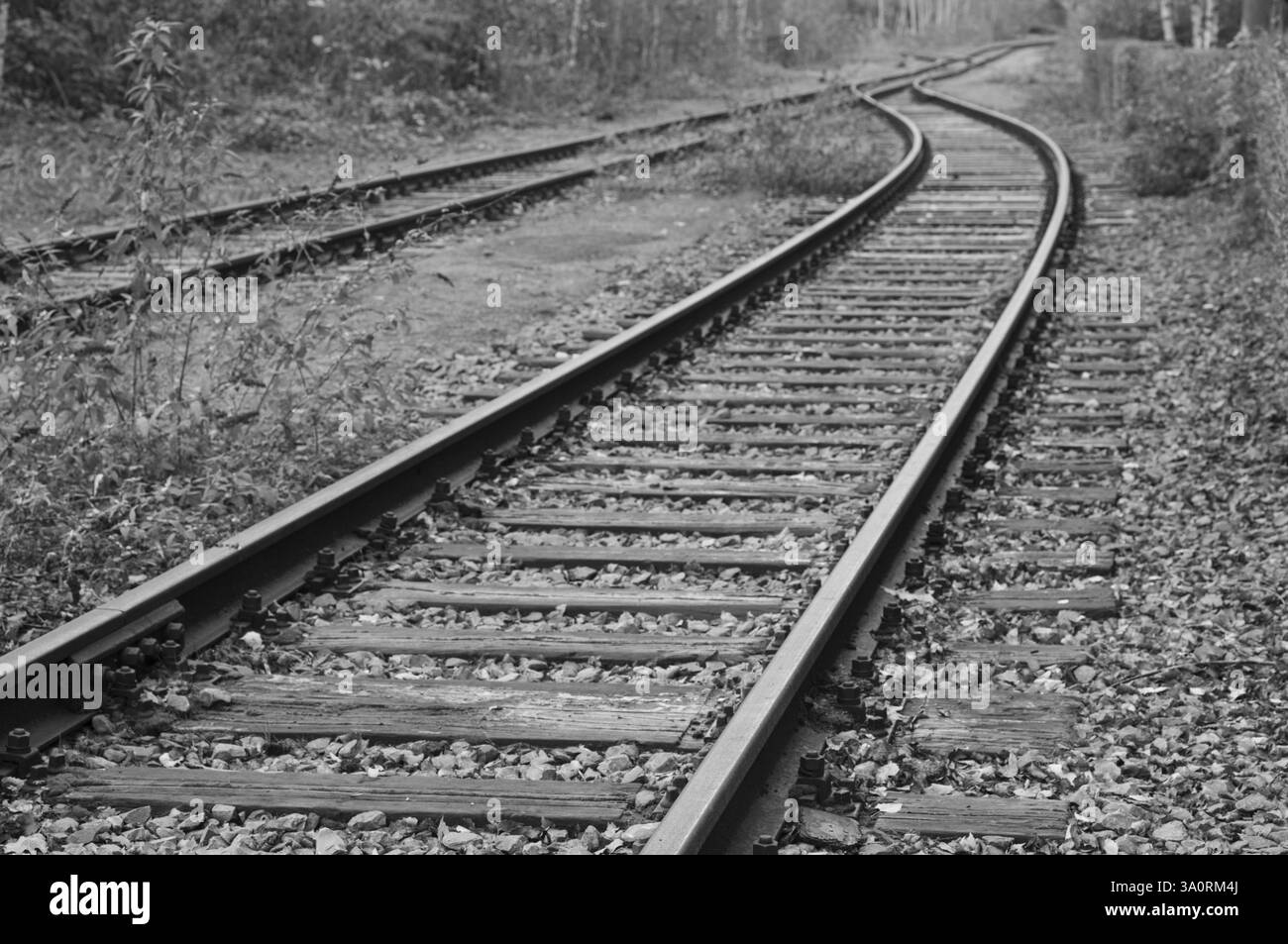 Voie ferrée déserte disparaissant dans les bois dans une image en noir et blanc d'abandon et de décomposition Banque D'Images