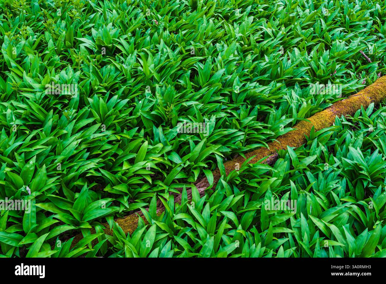 Des plantes vertes éclatantes recouvrent un sentier dans un jardin tranquille en Suède, mettant en valeur la beauté de la nature au printemps alors que de nouvelles cultures prospèrent. Banque D'Images