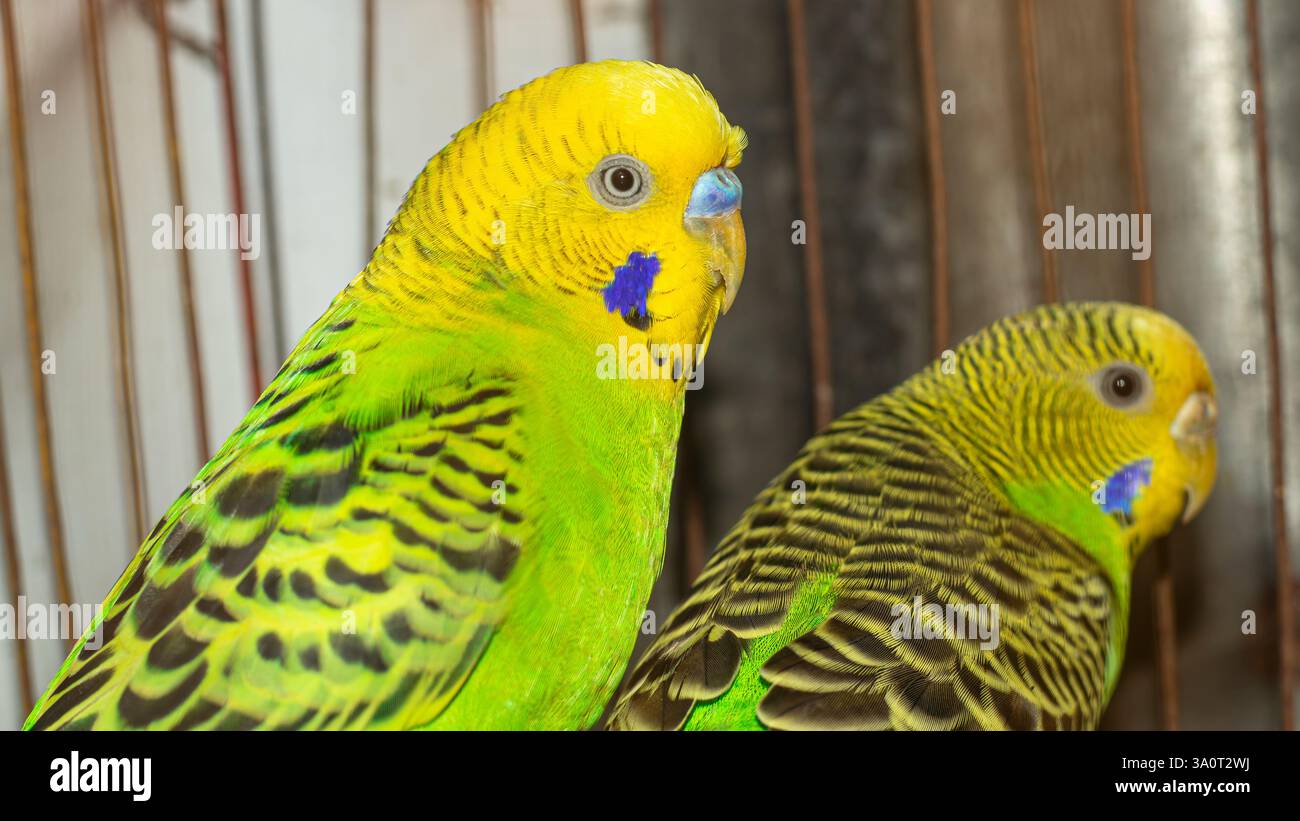 Le budgerigar est un petit perroquet populaire connu pour son prix abordable, sa taille compacte et sa capacité à imiter la parole humaine Banque D'Images