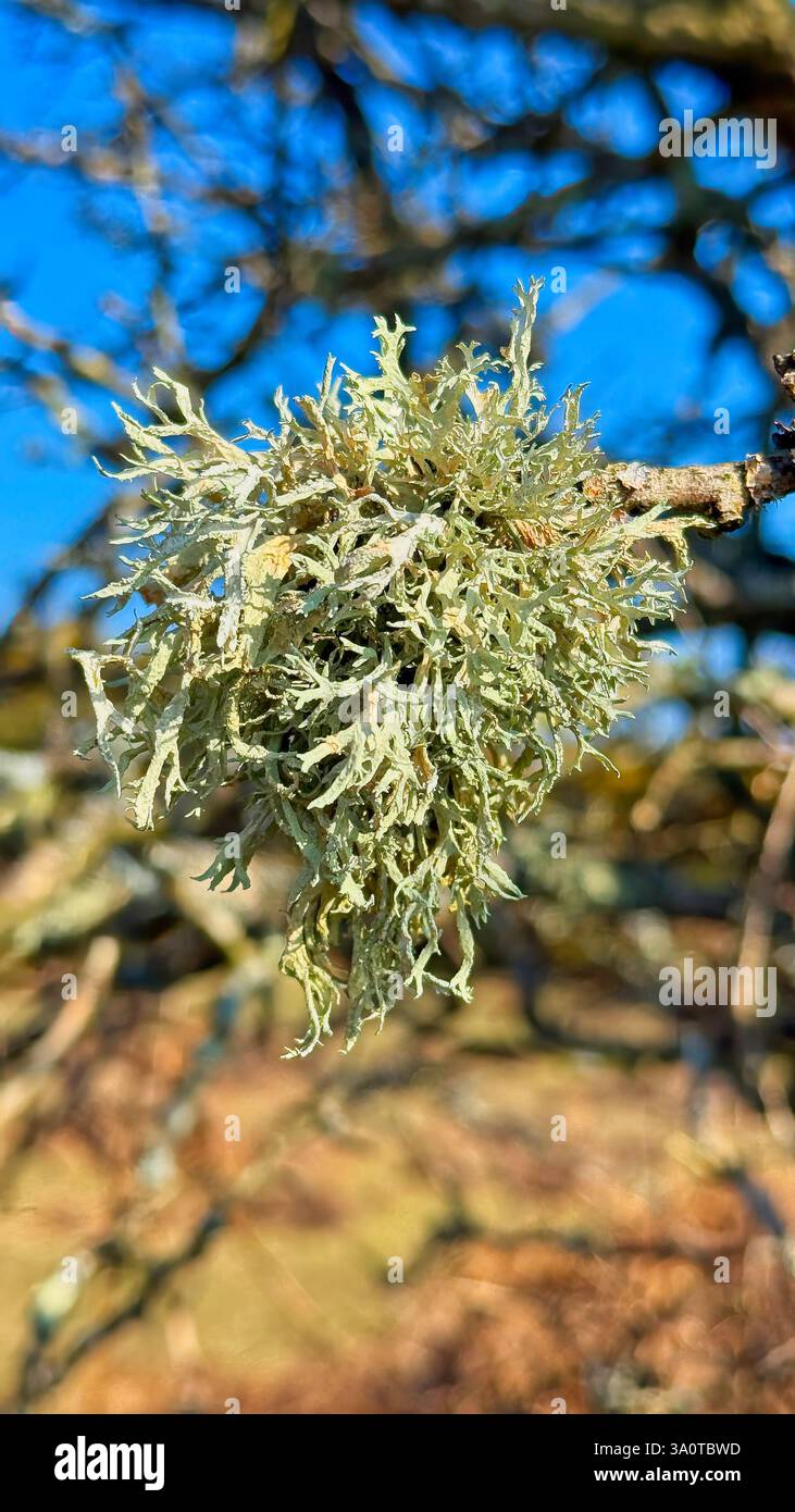 Lichen à cartilage farineux (Ramalina farinacea) poussant sur un arbre en pourriture dans la New Forest - Image de stock capturée avec un smartphone